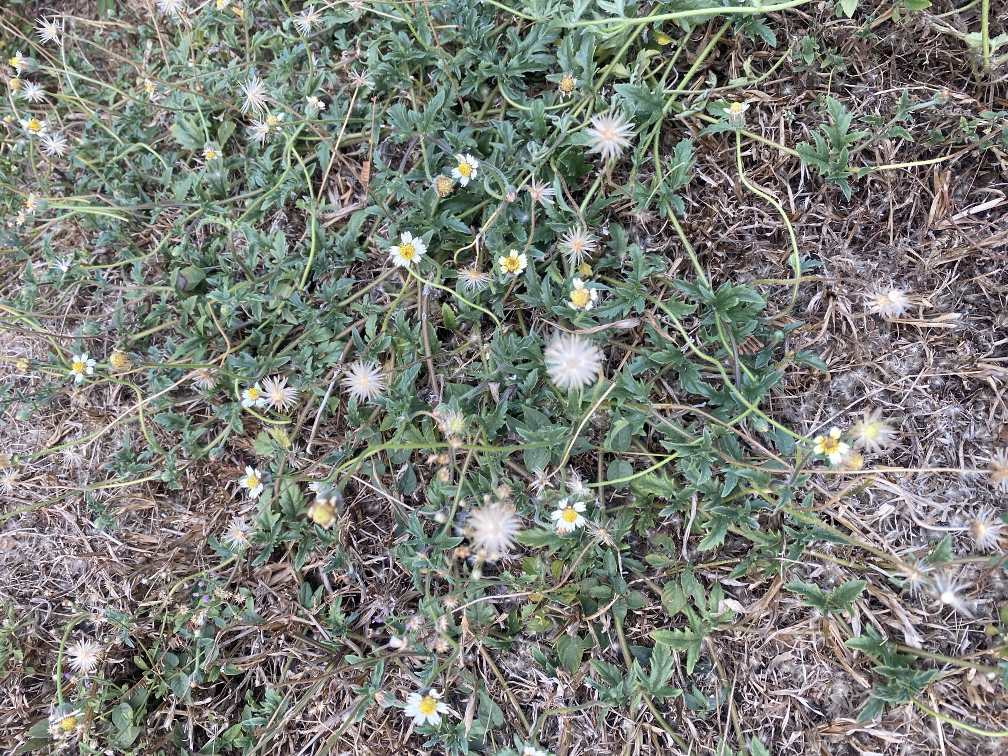 The image shows a patch of ground in Banjarbaru, Indonesia, covered in a low-growing plant with small white and yellow flowers and green, lobed leaves. The ground is a mixture of dry, straw-like vegetation and dark soil. The plants appear to be growing wild, with some stems creeping along the ground and others extending upwards. The lighting suggests it is daytime, with some dappled sunlight. There are no people or animals visible in the image. The scene is natural and appears to be an outdoor area, possibly a park, garden, or undeveloped land within the city.