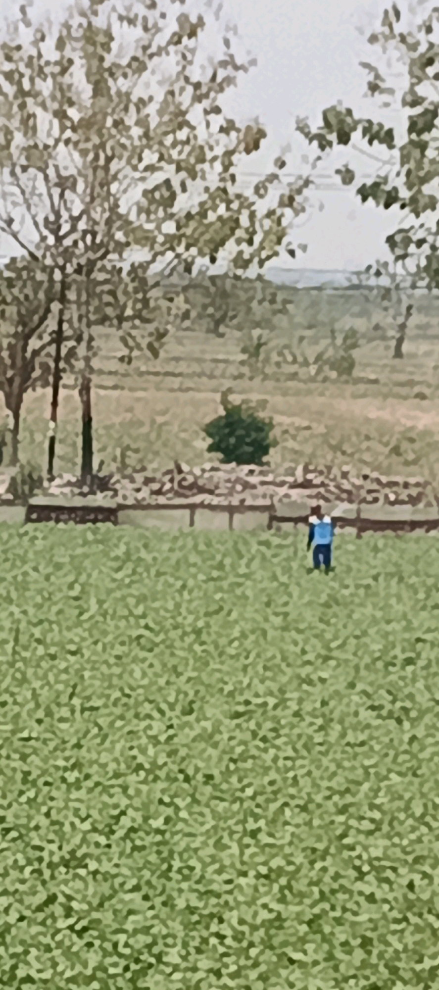 The image captures a person walking in a field of green crops, with trees and a dry, rocky area in the background. The person is wearing a blue jacket and pants and appears to be walking away from the camera. The overall scene is rural and appears to be in an outdoor setting with natural elements like trees and vegetation. The image quality is low, with a blurred effect, making it difficult to discern fine details. The location is identified as Pangean, Indonesia, though no specific landmarks or urban features are visible to confirm this within the frame.