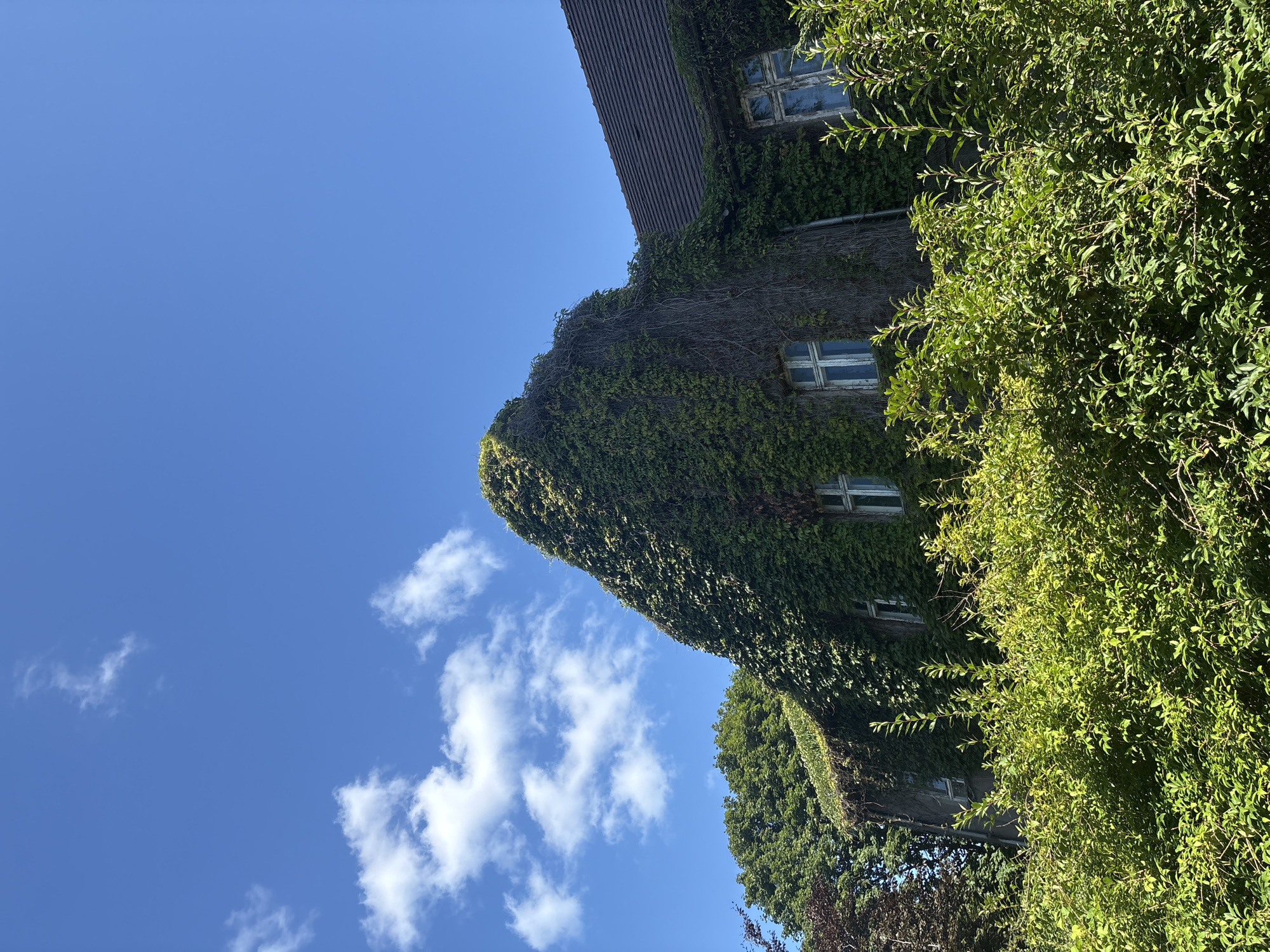 The image shows an old, two-story building heavily overgrown with ivy. The building has a dark tiled roof and several windows with white frames. In the foreground, lush green bushes and trees obscure the lower part of the structure. The sky is a clear blue with a few scattered white clouds. The scene is set on a sunny day, with shadows indicating the direction of the light. The architecture suggests a historical building, possibly a villa or an older residential property, located in the city of Svetlogorsk, Russia.