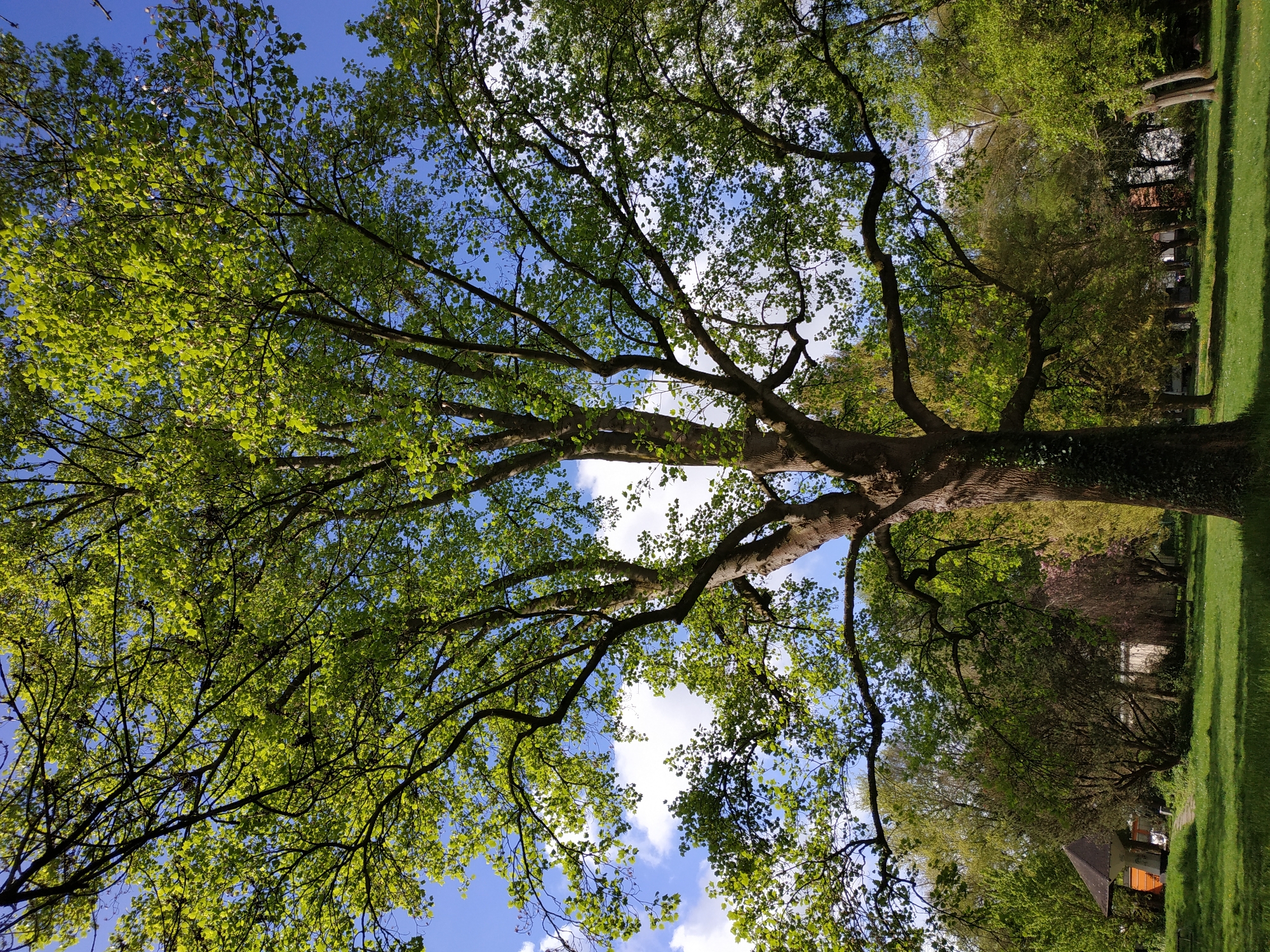 The image shows a view looking up into the canopy of a large tree with green leaves and dark branches against a blue sky with scattered white clouds. The trunk of the tree is visible on the right side of the frame, with green grass, and other trees and structures in the background. The location is Dortmund, Germany.