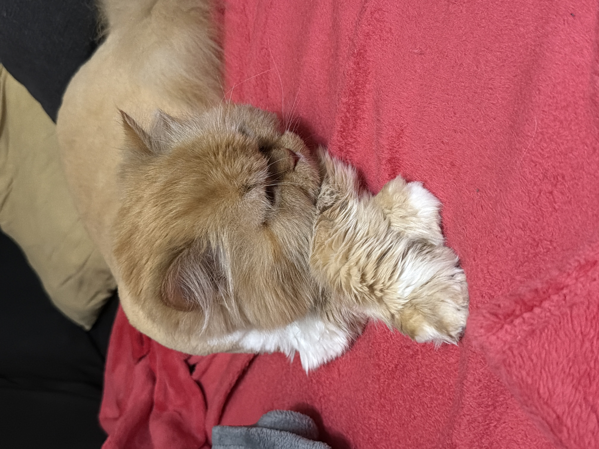 A fluffy, ginger-colored cat with white fur on its chest is lying on a bright pink fuzzy blanket. The cat is resting its head on its paws, with its eyes closed or looking down. Its fur appears to be recently groomed. In the background, a dark couch and a beige pillow are visible. The image is a close-up shot, focusing on the cat and the blanket. The scene appears to be indoors, in a domestic setting. There is no indication of the location being in Sofia, Bulgaria.
