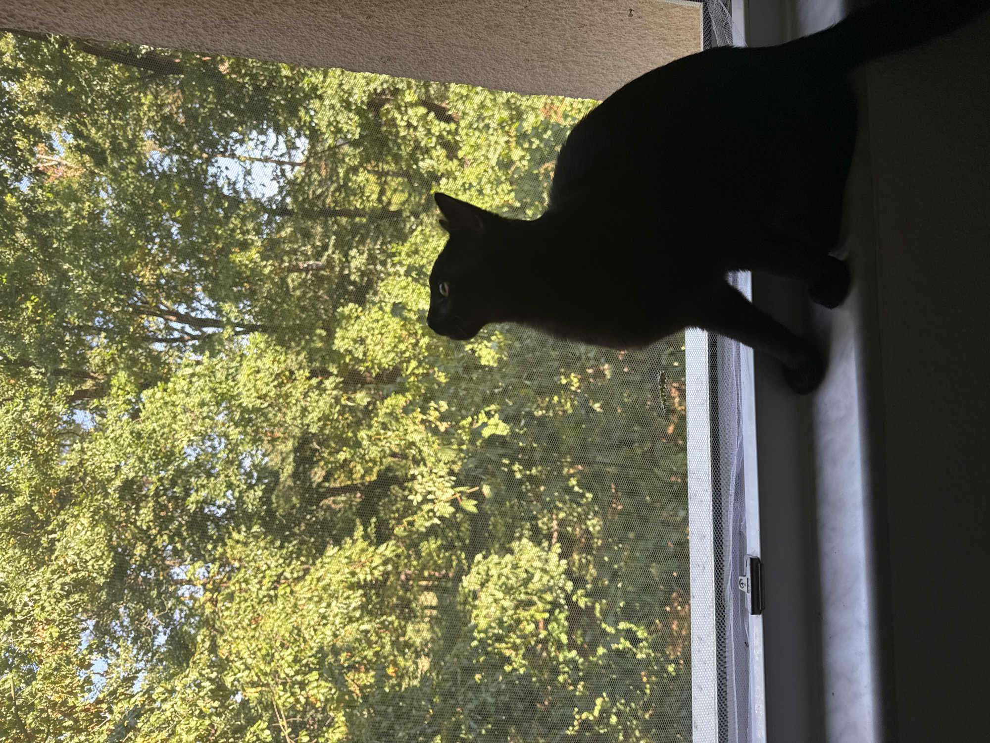 A black cat is silhouetted on a windowsill, gazing upwards. The windowsill is part of a window that looks out onto a dense forest canopy filled with lush green leaves. The trees are illuminated by sunlight, creating a dappled effect through the window screen. The foreground shows the white windowsill with a small metal clip. The background is a vibrant, natural scene of trees. The image does not contain any elements that would allow for the determination of its location in Eberswalde, Germany.