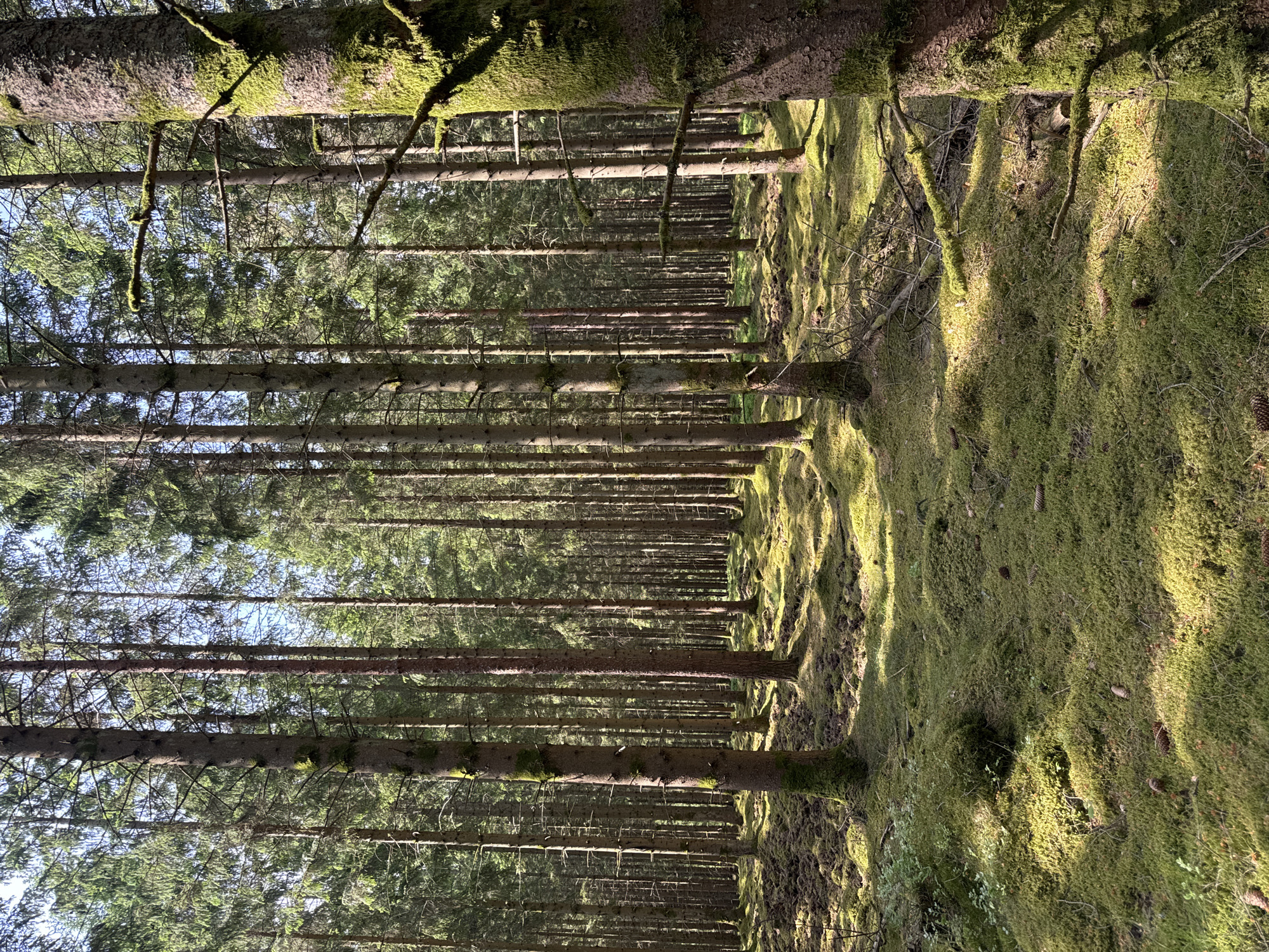 The image displays a sun-dappled conifer forest, likely spruce or pine, located in Vessigebro, Sweden. Numerous tall, slender tree trunks rise vertically, creating a dense and seemingly endless corridor into the distance. The forest floor is entirely covered by a thick, vibrant green moss, giving it a soft, undulating texture.
Bright sunlight filters through the tree canopy, casting distinct, long shadows across the mossy ground. These sunbeams illuminate patches of the moss and tree trunks, suggesting either morning or late afternoon. Gaps in the dense canopy reveal glimpses of a clear, blue sky. The overall atmosphere appears tranquil and natural.
There are no people or animals visible, and no specific activity is taking place. The scene is static, capturing the quiet beauty of the forest. Small, fallen branches and pine cones can be observed amidst the moss. No visible text is present in the image.