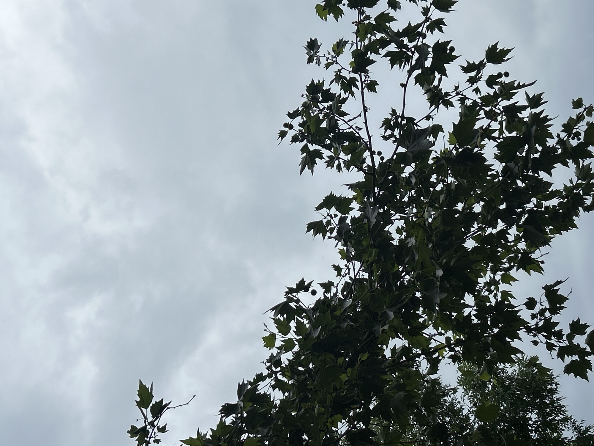The image presents an upward view into the canopy of a large tree against a soft, overcast sky. The primary subjects are the dark, silhouetted branches and numerous lobed leaves, characteristic of a Platanus (plane tree or sycamore). Several small, spherical, spiky seed pods, typical of plane trees, are visible hanging from the branches amidst the foliage.
The sky occupies a significant portion of the upper left frame and acts as a muted, light grey backdrop to the darker green leaves. The clouds are indistinct and diffuse, suggesting an overcast day with no direct sunlight. This lighting condition creates a somewhat serene and tranquil atmosphere.
The tree's dense foliage dominates the right and bottom areas of the frame, with branches extending across the image. In the bottom right corner, a hint of lighter green foliage from another tree or a lower part of the same tree is visible. No specific activity or event is taking place; it is a static capture of nature. The image provides no visible text or people. Given the location context of Plovdiv, Bulgaria, this scene depicts common urban or park trees under a cloudy sky.