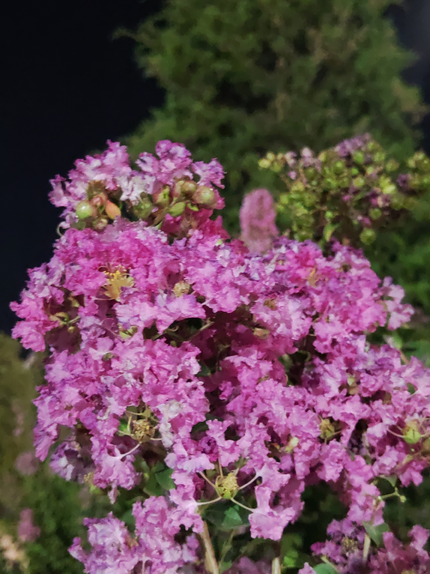 A close-up, low-angle shot captures a cluster of vibrant pink crepe myrtle flowers against a dark, blurred background that suggests nighttime or deep shade. The flowers are tightly packed, with delicate, ruffled petals and visible green buds and stems. Some of the flowers have yellow stamens. The overall impression is one of lushness and detail, despite the soft focus of the background. This image is likely from Tashkent, Uzbekistan, as a prominent location for these flowering trees.