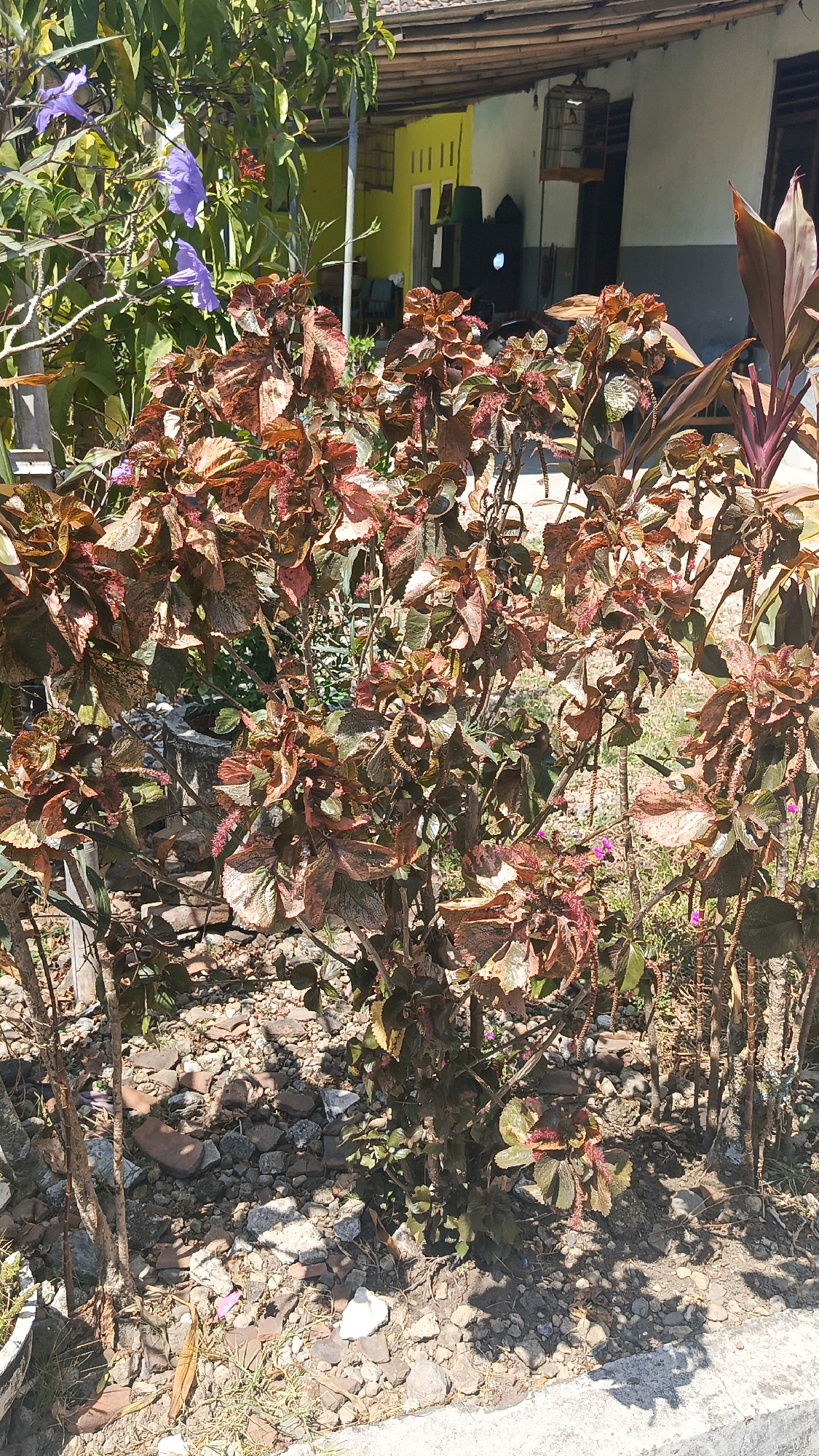 In Ronowijayan, Indonesia, a sunlit outdoor scene features a cluster of ornamental plants with reddish-brown and green variegated leaves. The plants are situated in a rocky, dry ground cover interspersed with small pieces of broken brick and concrete. In the background, a yellow building with a dark roof and a white upper story is visible. A birdcage hangs from a beam near the building's entrance. To the left of the plants, a branch with delicate purple flowers extends into the frame, some of which are in focus. The overall impression is a somewhat unkempt, naturalistic setting.