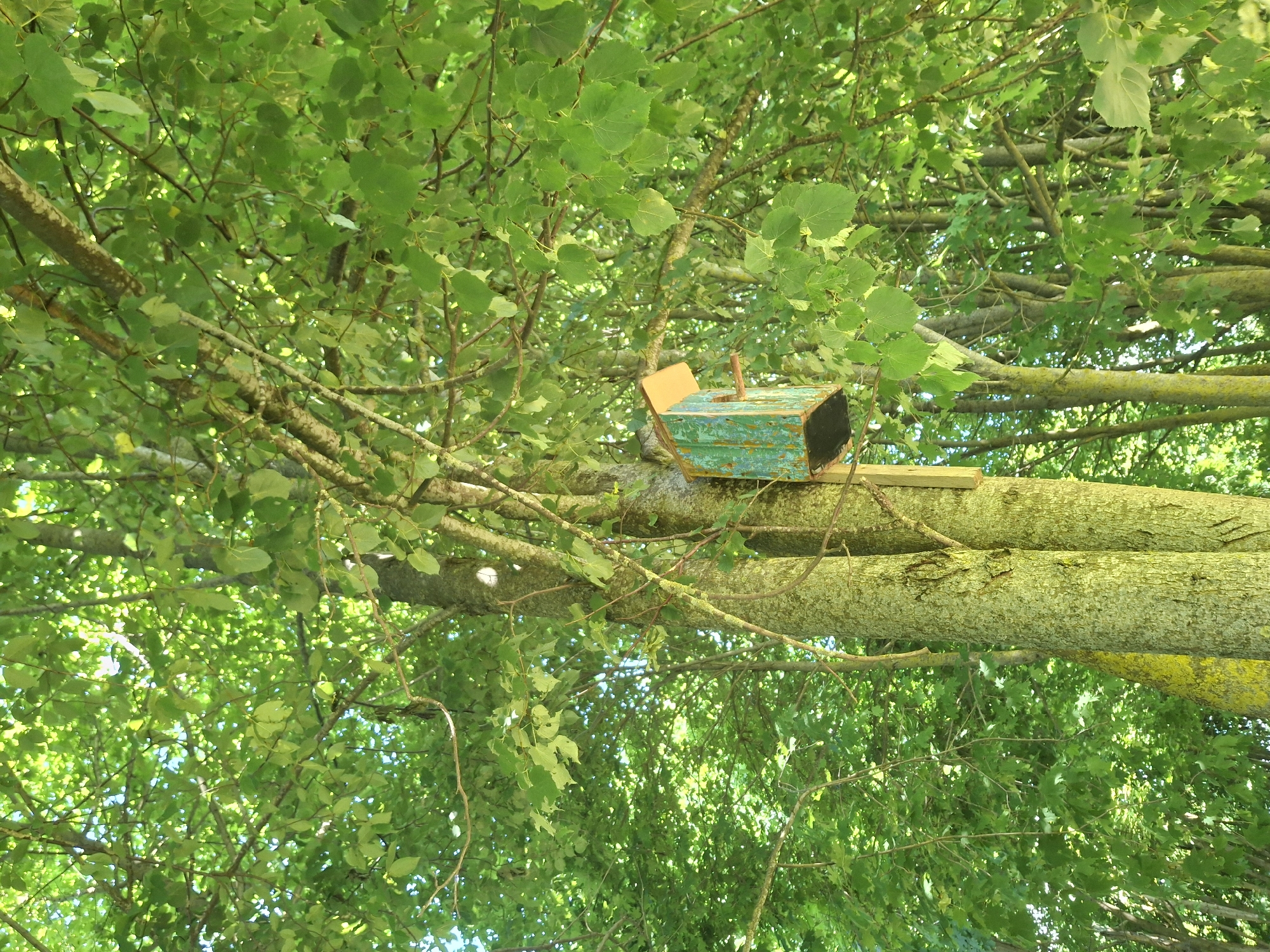 A low-angle outdoor shot captures a birdhouse mounted on a tree trunk in a lush, green forest. The birdhouse, painted a weathered teal with a light brown roof and a black bottom, hangs on the right side of the frame. Sunlight filters through the dense canopy of leaves, casting dappled shadows. The trees are tall and slender, with rough, textured bark that appears to be covered in moss in places. The overall scene is one of natural tranquility, suggesting a peaceful woodland setting within the Дубровенскі сельскі Савет region of Belarus.