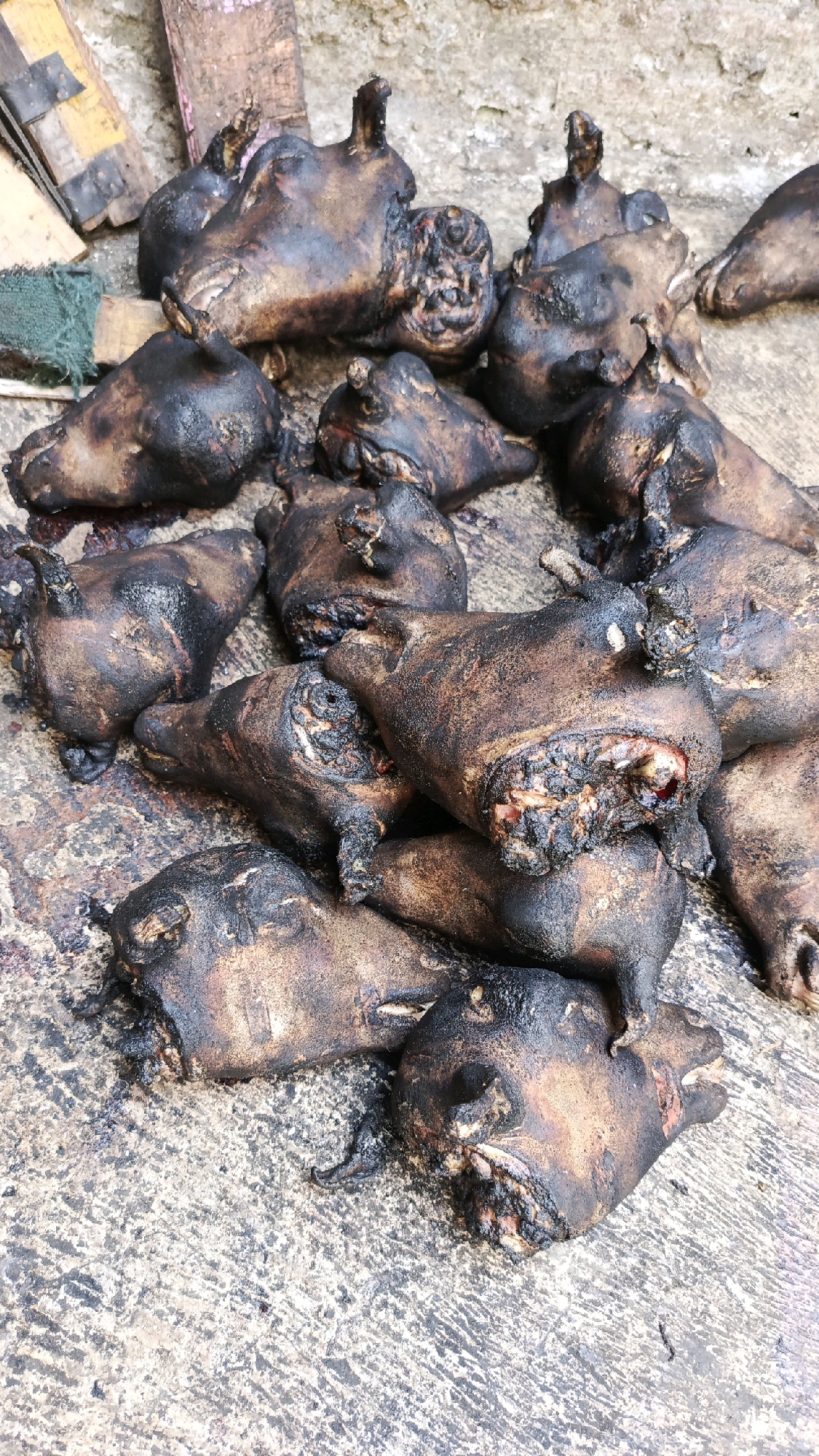 In Pekauman Kulon, Indonesia, a collection of approximately fifteen roasted animal heads, likely from pigs, are displayed on a concrete surface. The heads are partially charred, with visible skin, ears, and some exposed bone at the severed neck portions. Some appear to have been singed, resulting in a dark, blackened appearance. The arrangement is dense, with the heads overlapping each other. The background consists of a rough, textured concrete ground and some wooden planks and a green cloth in the upper left corner. The overall scene suggests a market or food stall setting where these animal heads are prepared for sale or consumption.
