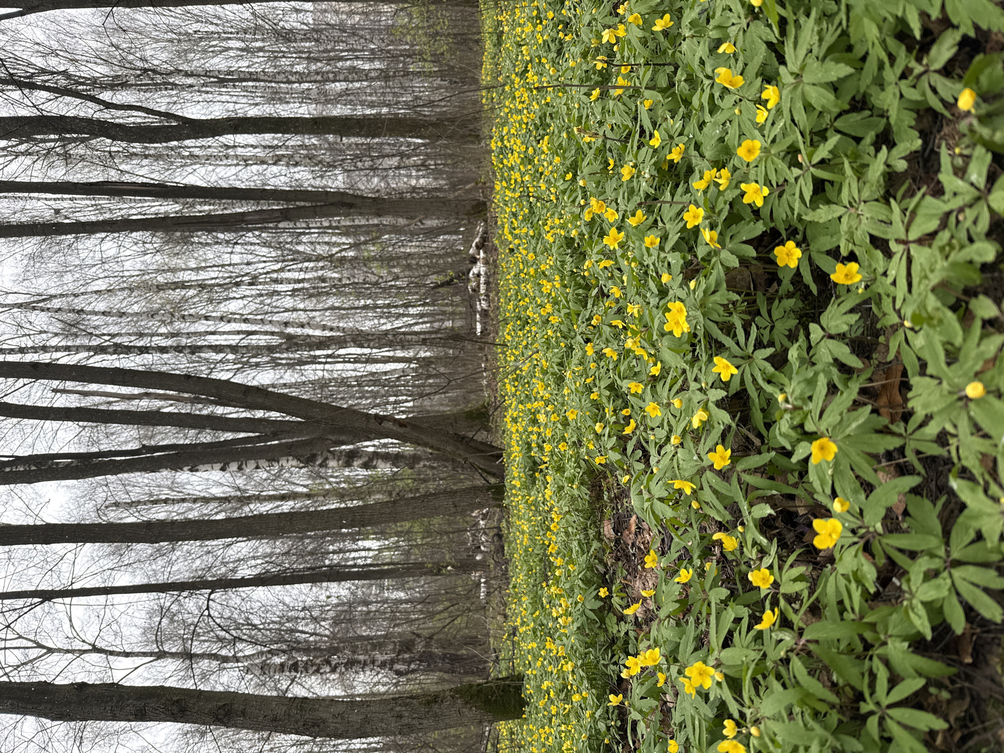 A vertical photograph captures a tranquil early spring scene within a forest, likely in Rusanovo, Russia. The image presents a striking contrast between vibrant ground cover and stark, elegant trees.
The right side of the frame is dominated by a dense, verdant carpet of small yellow wildflowers, likely wood anemones, that stretches from the immediate foreground into the mid-distance. Each flower displays bright yellow petals and is surrounded by its distinctive green, lobed foliage. The forest floor beneath these blooms appears moist and dark.
On the left side, a line of tall, slender deciduous trees stands with bare, intricate branches reaching towards an overcast sky. The trees exhibit varied bark textures; some are dark and smooth, while others, particularly in the background, display the characteristic white, peeling bark of birch trees. The absence of leaves on the trees indicates late winter or early spring.
A narrow, unpaved path or clearing recedes into the distance between the vibrant flowers and the bare trees. Patches of lighter ground, possibly remaining snow or dried leaves, can be seen along this central strip. The overall lighting is soft and diffused, suggesting an overcast day. There is no visible human activity, objects, or text, conveying a sense of untouched natural beauty and the quiet awakening of spring.