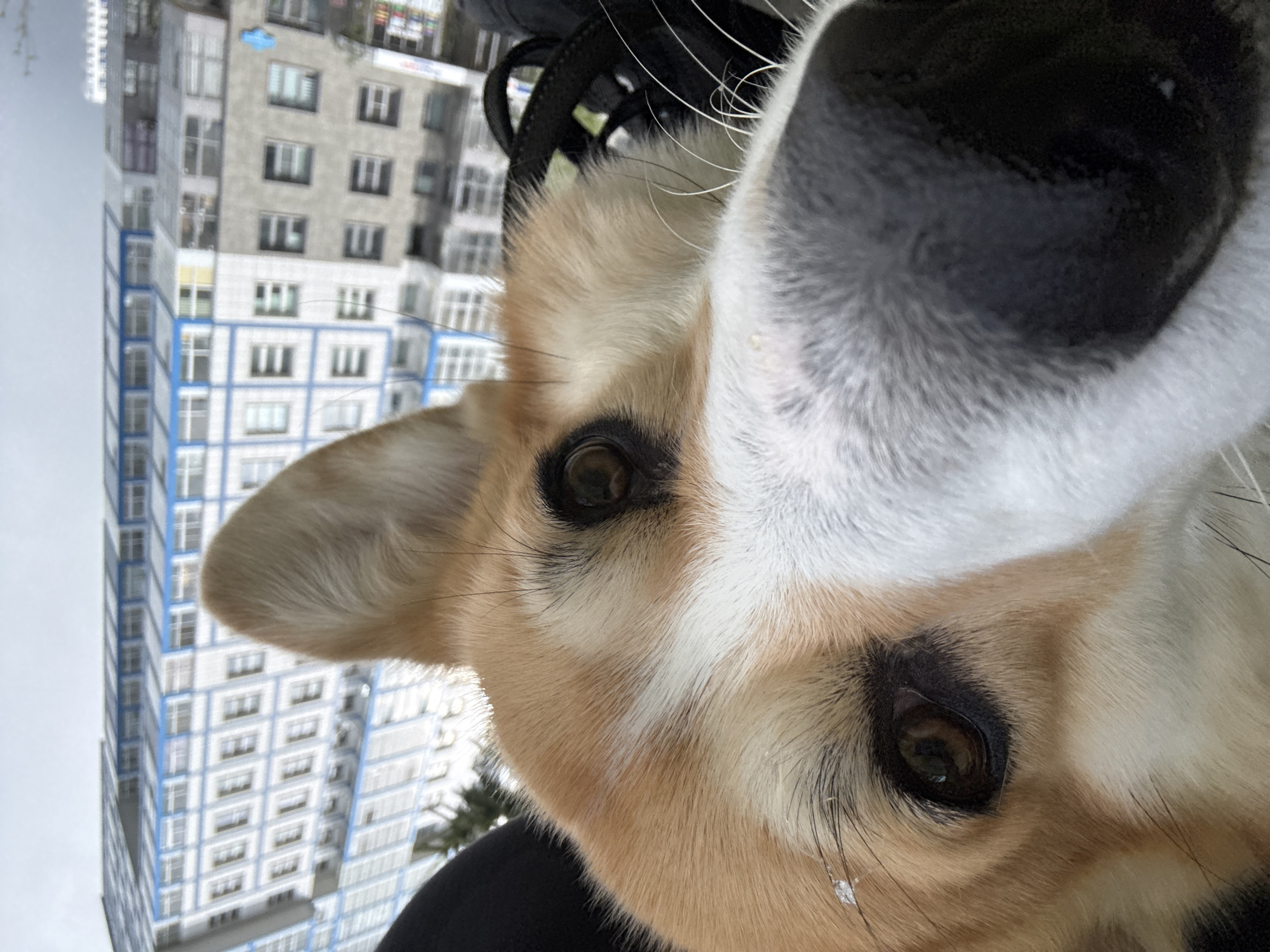 A close-up, upside-down selfie captures a dog, likely a corgi, in front of a tall residential building. The building, identifiable as located in Krasnoyarsk, Russia, features a gray facade with blue window accents. The dog's snout dominates the right side of the frame, while one ear is visible on the left. The image is taken at a very close range.