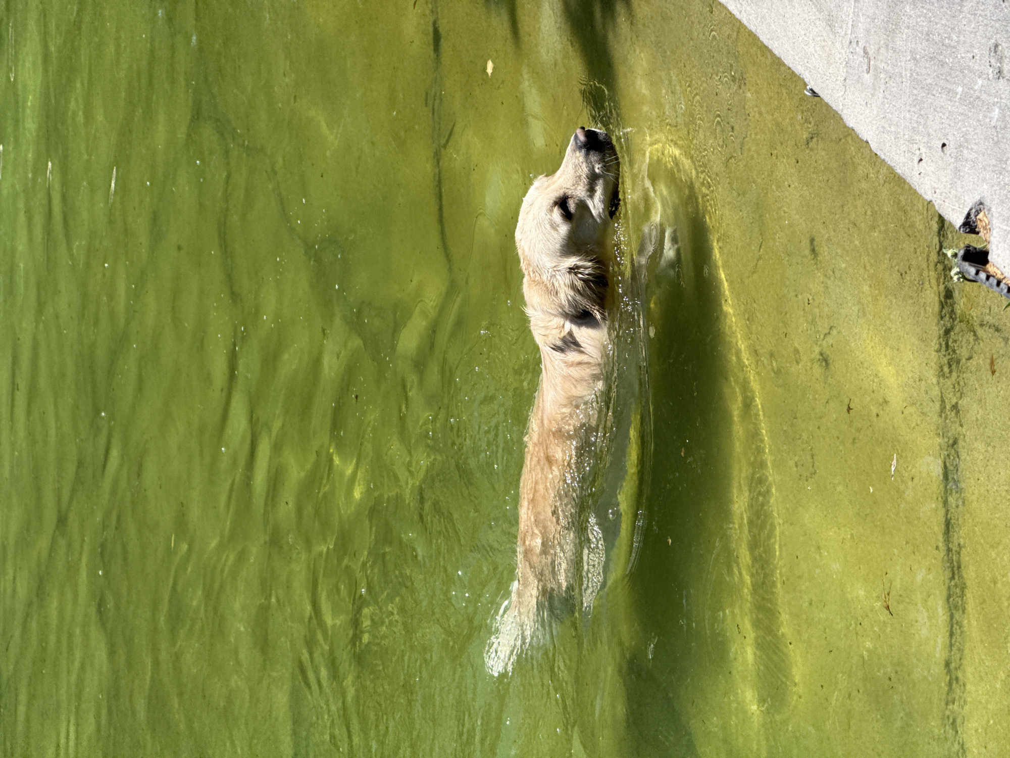 A light-colored Golden Retriever dog swims in green, murky water. The dog is positioned in the center of the frame, facing to the right, with its head above water. Its fur appears wet and matted, and ripples of water are visible around its body. The water is a dull green color, suggesting it might be a pond or a less-maintained body of water. The bottom of the frame shows a concrete edge, possibly a pool or the bank of a lake. The overall scene appears to be an outdoor setting, likely during daylight hours given the brightness and shadows. This image does not provide any information about the location of Yerevan, Armenia.