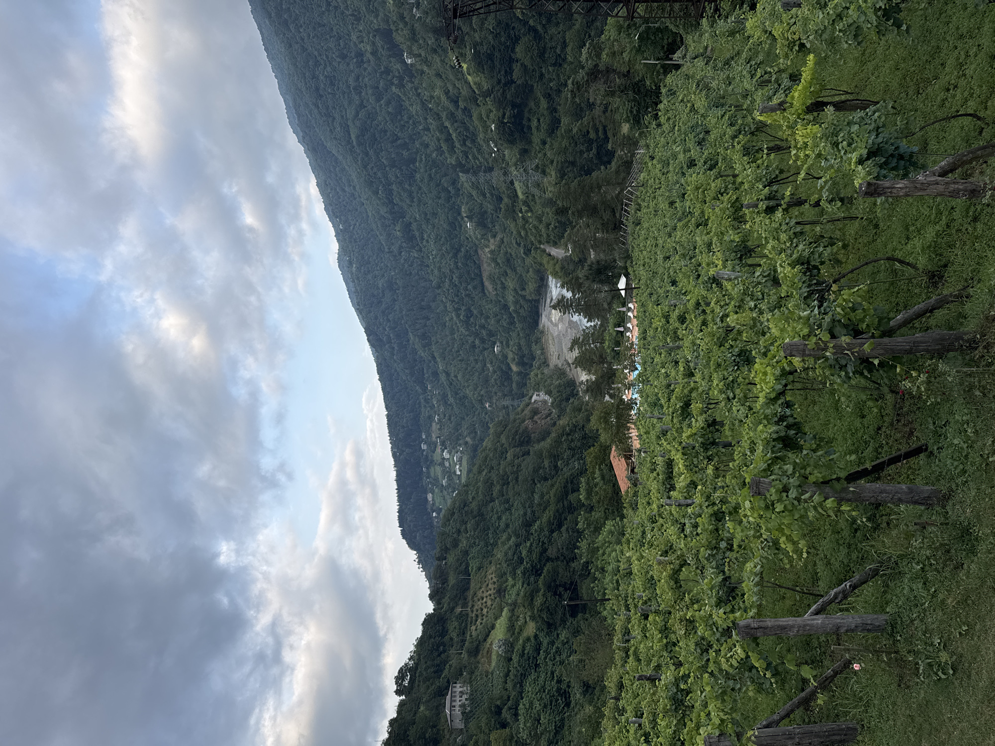 The image depicts a scenic view of a vineyard in the mountainous region of Tibeta, Georgia. In the foreground, rows of lush green grapevines are neatly arranged, supported by wooden stakes. The vineyard is situated on a gentle slope, with the vines stretching towards the mid-ground.
Beyond the vineyard, a valley opens up, revealing a winding river and scattered buildings. The mountains in the background are densely covered with trees, creating a rich green landscape. A few houses are visible on the hillsides, hinting at a rural settlement. The sky above is partly cloudy, with dramatic formations of gray and white clouds against a pale blue backdrop.
In the mid-ground, near the river, a small cluster of buildings is visible, including what appears to be a red-roofed structure and a swimming pool area with lounge chairs. A power line pylon is also present on the right side of the image, indicating the presence of infrastructure in the area. The overall scene conveys a sense of tranquility and natural beauty, characteristic of the Georgian countryside.