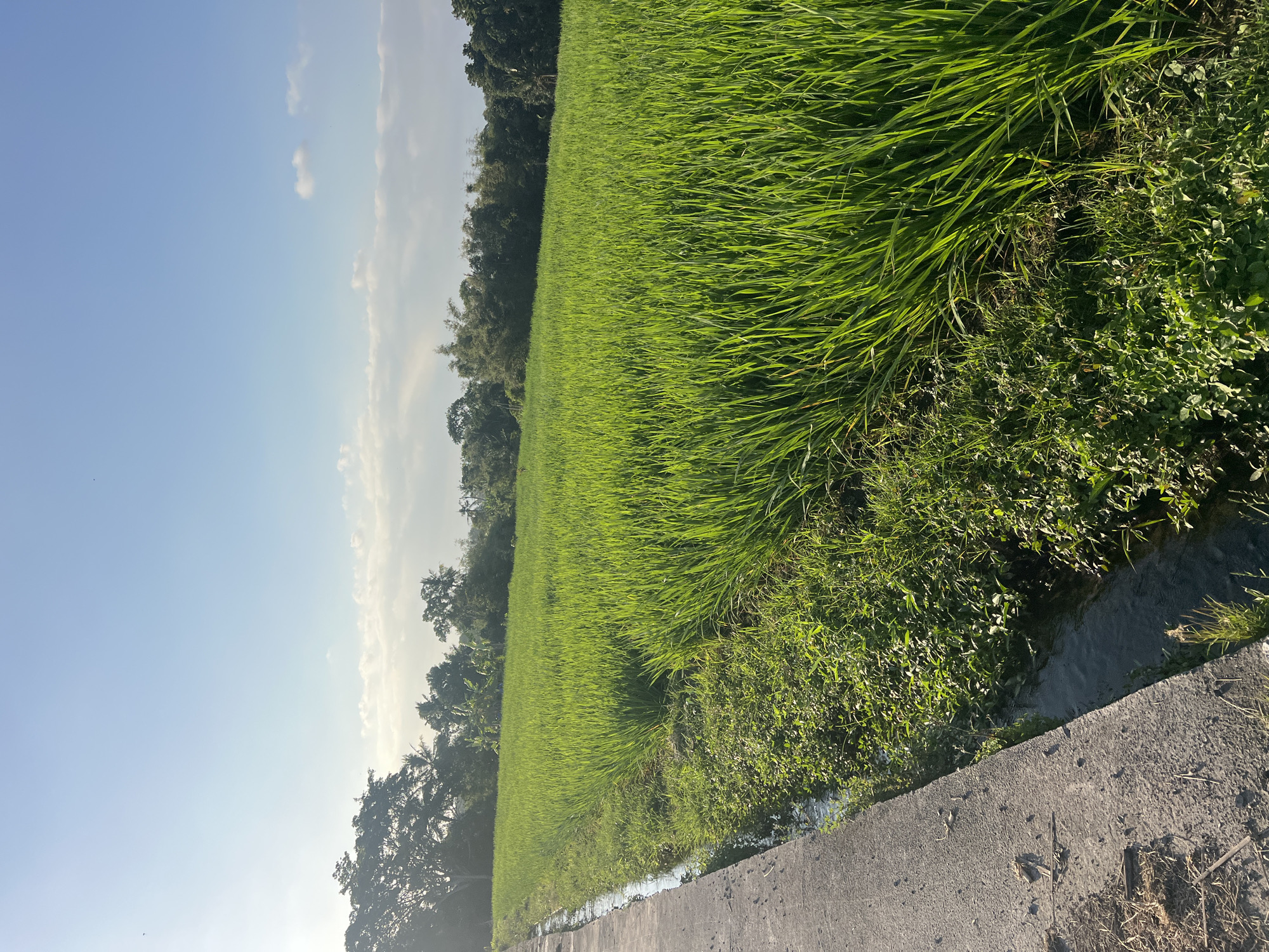 A vast, vibrant green rice paddy stretches across the frame, bathed in the soft glow of morning sunlight. The rice stalks stand tall and lush, forming an unbroken expanse of emerald. Along the left edge of the paddy, a narrow, dark channel of water flows, bordered by a concrete path. Lush green vegetation thrives along the banks of this water channel, creating a dense, verdant fringe. In the distance, a line of trees, varying in height and density, forms a natural horizon against a clear, pale blue sky. Wisps of white clouds are scattered across the upper portion of the sky. The overall scene depicts a serene agricultural landscape, likely in a rural area surrounding the city of Kediri, Indonesia, characterized by its fertile rice fields and abundant greenery. There are no people or animals visible in the image.