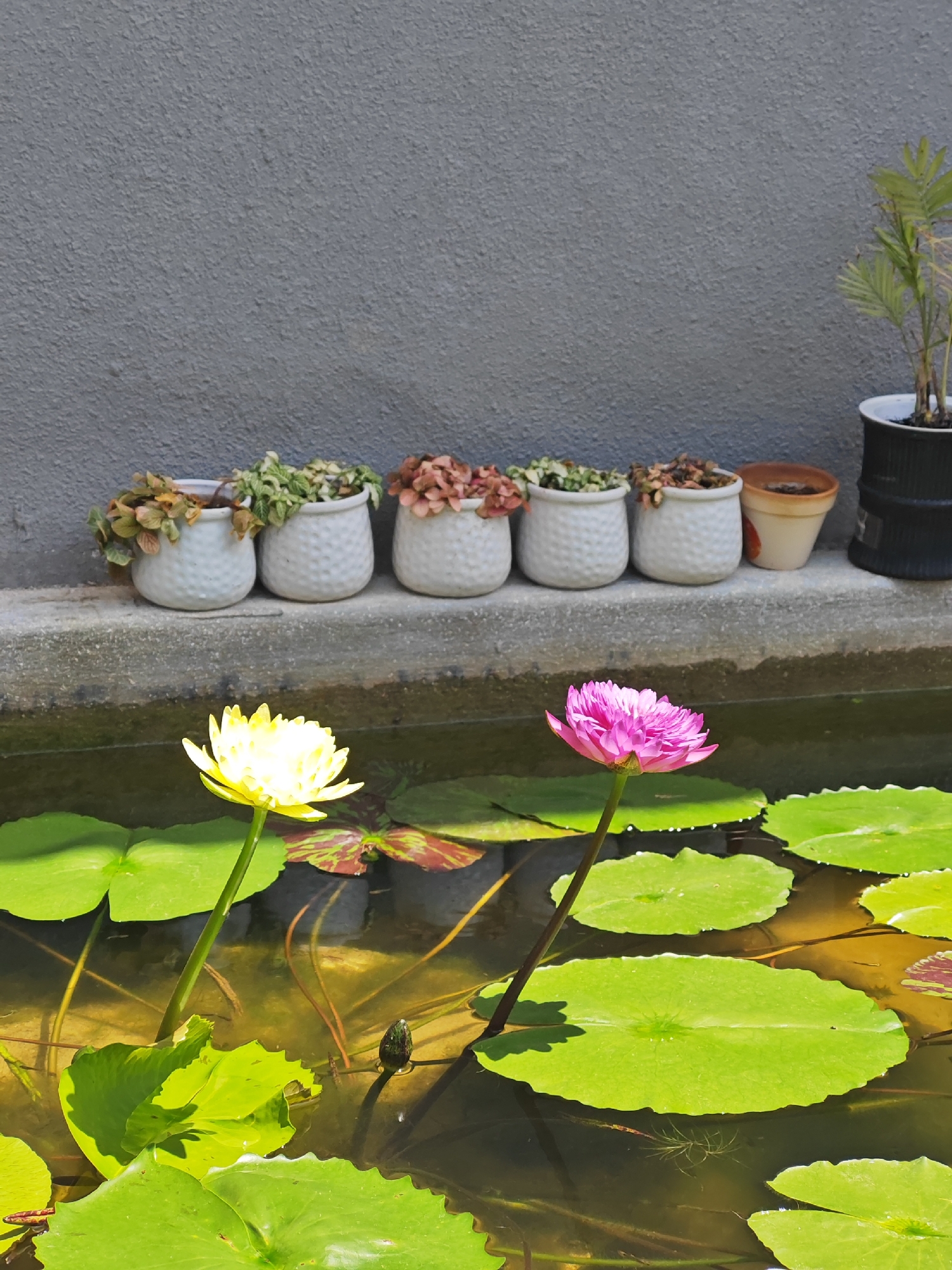 The image shows a tranquil outdoor scene featuring a small pond with water lilies and a decorative wall with potted plants. In the foreground, two water lilies are in bloom: one is a vibrant pink, and the other is a bright yellow. Large, green lily pads float on the murky water's surface.
Behind the pond, a grey, textured wall serves as a backdrop. Along a concrete ledge in front of the wall are several white ceramic pots, each containing small, green plants. To the right, a larger black pot holds a green palm-like plant. A small terracotta pot is also visible on the ledge.
The lighting suggests it is daytime, with sunlight casting shadows on the lily pads. The overall atmosphere is peaceful and well-maintained, indicative of a garden or a quiet corner of a property. This scene is consistent with the aesthetic found in residential or public garden spaces in Đà Nẵng, Vietnam, where lush greenery and water features are often incorporated into outdoor design. There are no people visible in the image.