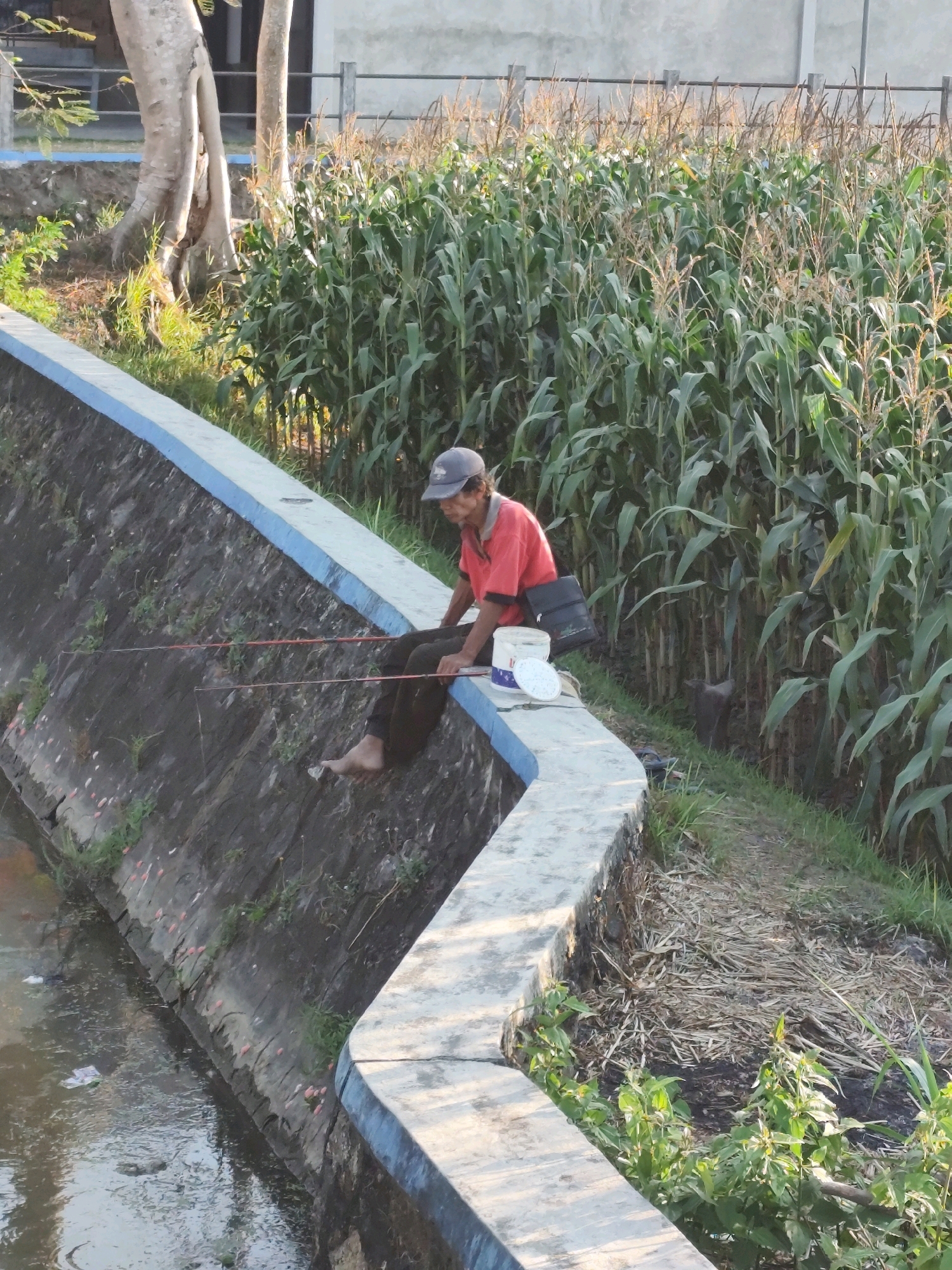 In Tirtomulyo, Indonesia, an individual sits on the concrete embankment of a drainage canal, fishing. The person, wearing a red shirt, dark pants, and a baseball cap, is holding two fishing rods. A black bag is slung over their shoulder, and a white bucket with a blue lid sits beside them. The canal's wall is constructed of rough, dark stone, with scattered green plants growing from its crevices. Pinkish clusters are also visible on the wall. The water in the canal appears murky. Beyond the embankment, a dense field of tall corn stalks stretches into the background, with some dry, cut vegetation and green plants on the grassy bank. Two tree trunks with rough bark are partially visible on the left side of the image. A concrete building with fence posts stands in the far background. The scene is illuminated by natural sunlight, casting shadows and highlighting the textures of the environment.