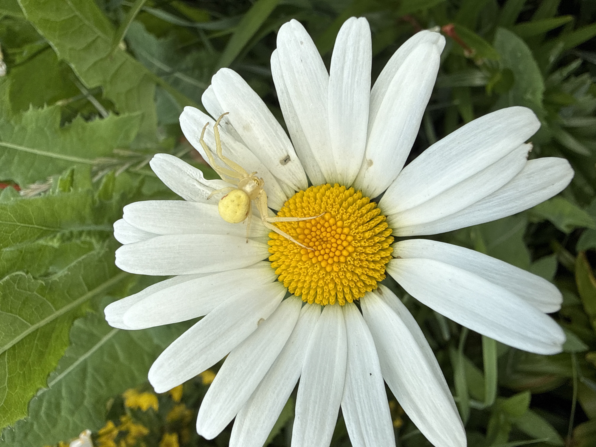 A close-up shot shows a small, yellow crab spider perched on a white daisy with a yellow center. The spider is positioned on one of the white petals, facing towards the flower's center. Its legs are extended, and its body appears to be the same vibrant yellow as the center of the daisy. The daisy itself is in focus, with its petals clearly defined and a slightly blurred background of green foliage and hints of yellow flowers, suggesting an outdoor, natural setting. There is no indication of the city of Большой Турыш, Russia, in the image.