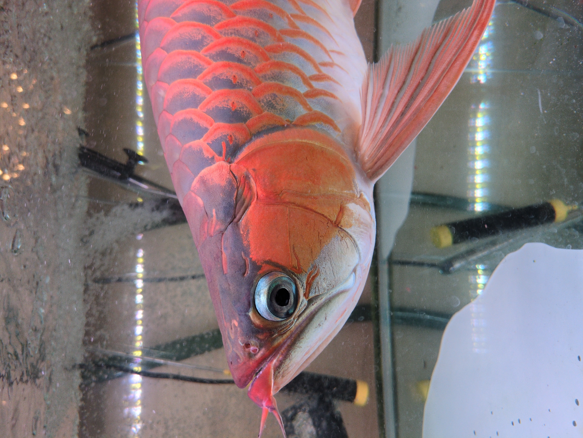 The image depicts a close-up of a red arowana fish in an aquarium. The fish is facing downwards with its head prominent in the foreground. Its scales are a mix of red and greyish hues. The fish has a single visible eye with a blue iris and black pupil. Two fleshy barbels extend from its lower jaw. The background shows the interior of the aquarium, including water and reflections. There are two black objects with yellow ends visible, possibly part of the aquarium equipment. The location is unspecified.