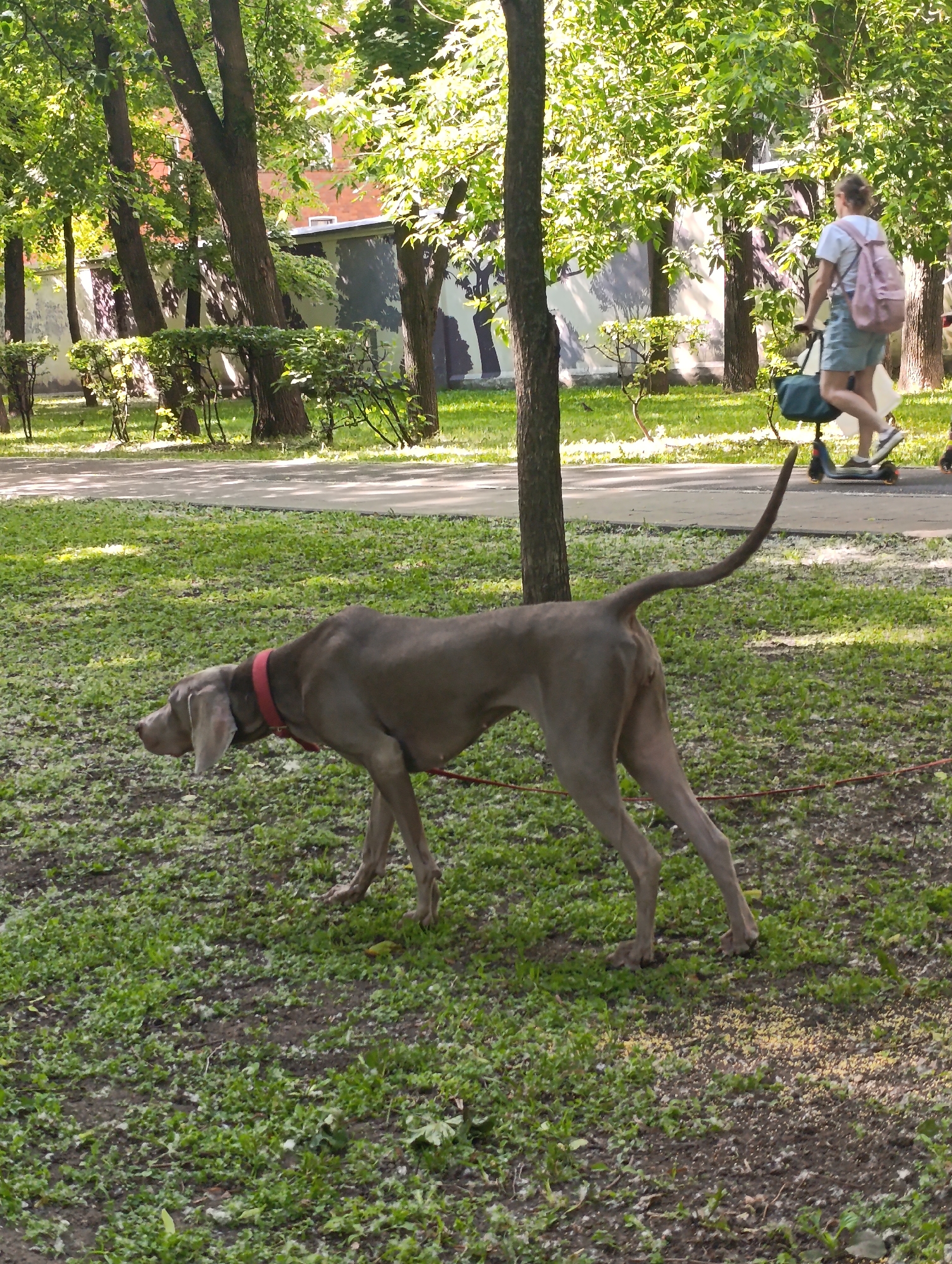 The image captures a daytime scene in a park or green area, likely in Moscow, Russia, as provided by the context. The weather appears sunny, with bright light filtering through the trees and casting shadows on the ground.
In the foreground, a Weimaraner dog is prominently featured, walking left in profile. It has a distinctive gray or silver coat, a red collar, and a long, undocked tail held upward. A red leash is visible, seemingly attached to the dog's collar and extending out of frame, suggesting it is being walked. The dog appears to be sniffing the ground or focused on something to its left.
In the mid-ground and background, a young woman is riding an electric scooter along a paved path. She is wearing a light-colored t-shirt, light blue shorts, and a pink backpack. A dark-colored bag is also visible hanging from the scooter's handlebars. Her back is to the viewer as she moves from right to left.
The setting includes numerous deciduous trees with green foliage, creating a shaded environment. Low-lying bushes are also visible, arranged in a row. Beyond the trees, part of a building or wall with some artistic markings or graffiti can be seen. The ground is covered in green grass and patchy dirt. No visible text is present in the image.