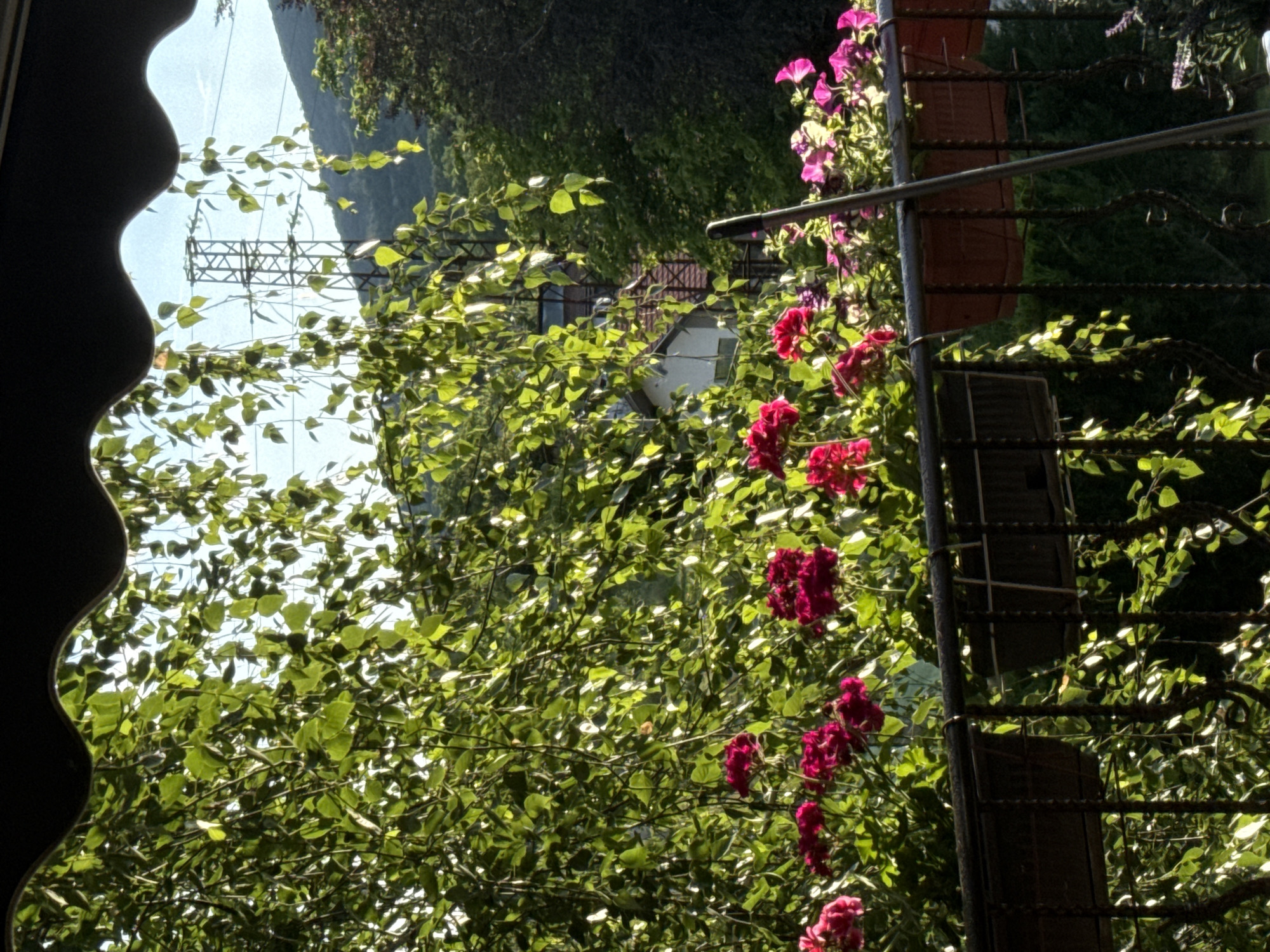 The image shows a view from a balcony in Sulitsa, Bulgaria. Lush green foliage from hanging plants and trees dominates the foreground, with vibrant pink and magenta flowers blooming in planters along the railing. Behind the greenery, a white building with a red-tiled roof is visible, along with a tall electrical pylon and a tree-covered hill. The sky is a clear, pale blue. The scene appears to be a tranquil outdoor setting, likely a residential area given the presence of the house and balcony.