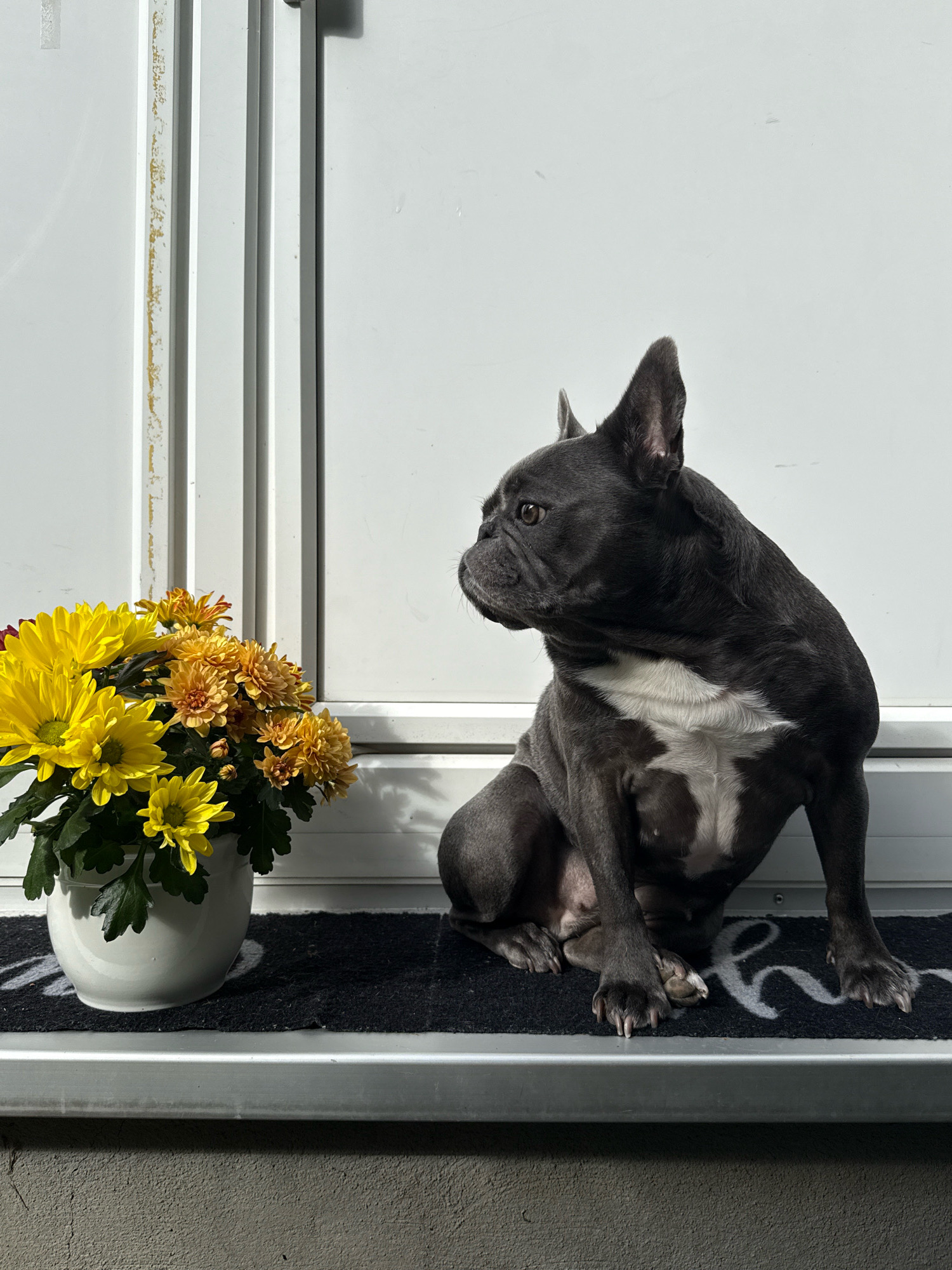 A dark gray French bulldog sits on a black doormat in front of a white door. The dog is facing left, with its head turned to look at a bouquet of yellow and orange chrysanthemums in a white pot to its left. The door has vertical white panels and a vertical metal handle on the right side. The doormat has a white cursive "hi" on it. The scene is outdoors, with a gray textured wall below the doormat and a bright white wall behind the dog. The lighting suggests it is daytime, with harsh shadows cast to the right of the scene. The image appears to be taken at ground level. There is no indication of Bad Sachsa, Germany within the image itself.
