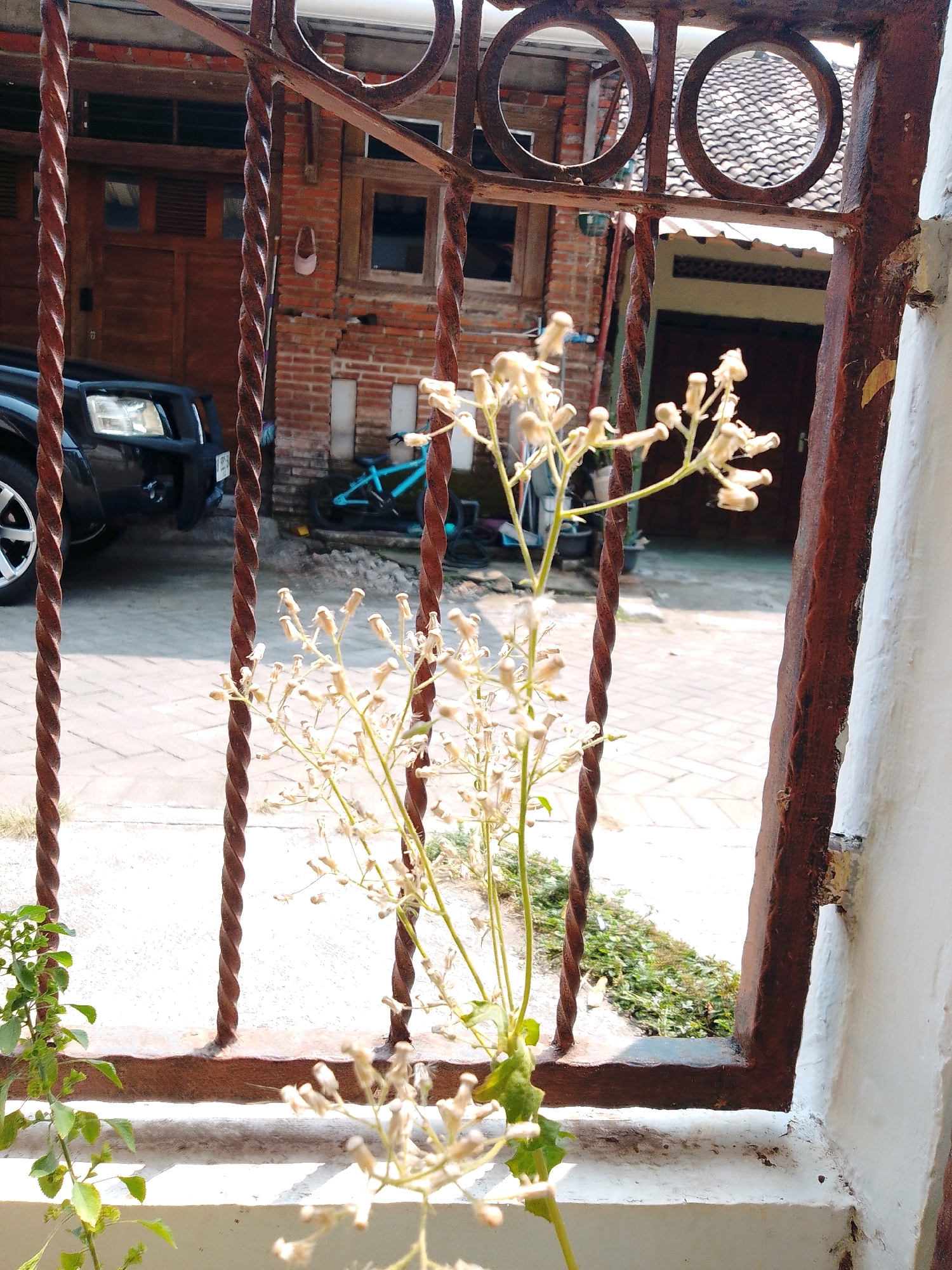 The image depicts a close-up view of a rusty metal gate with twisted bars, positioned in front of a building. The gate has a reddish-brown patina, indicating age and exposure to the elements. Through the gate, a residential scene is visible. The building appears to be constructed with brick walls and a tiled roof. In the background, a dark-colored SUV is parked, and a bright turquoise bicycle leans against a wall. Several dry, white-flowered plants are in the foreground, partially obscuring the view of the street and the rest of the property. The ground outside the gate is paved with light-colored bricks, and there is some greenery growing. The scene suggests a sunny day, with clear lighting and shadows. The location is identified as Cikal, Indonesia. No people are visible in the image.