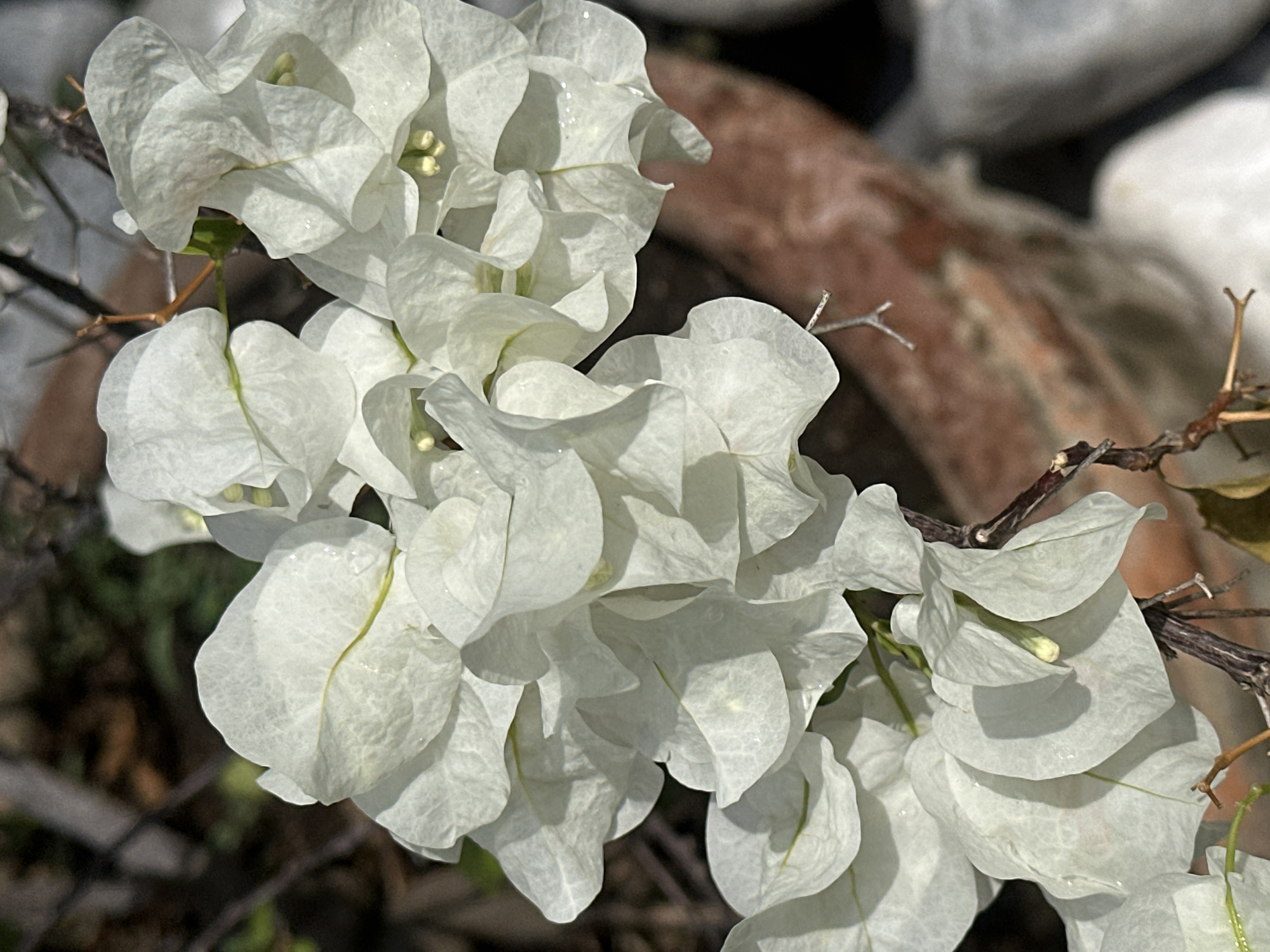 A close-up photograph reveals a cluster of white bougainvillea flowers on a thorny branch. The location is Unknown, Unknown. The flowers are grouped tightly together, their delicate petals displaying subtle variations in texture and shading. Some petals exhibit a slight translucence. The background includes a blurred reddish-brown pot and out-of-focus white stones. Sunlight illuminates the scene.