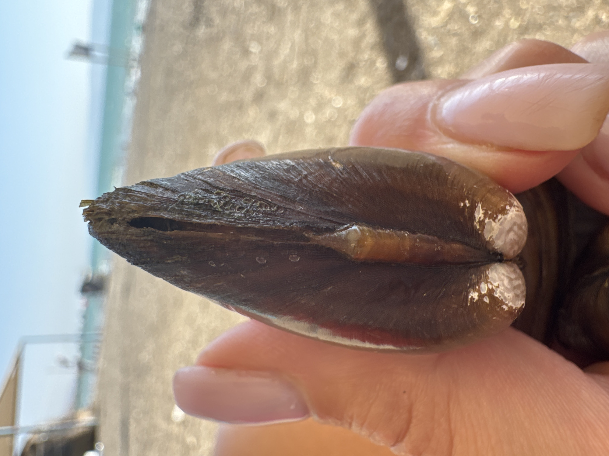 A close-up shot focuses on a person's fingers holding a dark, elongated, and slightly pointed object, possibly a shell or piece of driftwood, against a blurred background of a beach and the sea. The object has a split down the center, revealing a lighter, textured interior. The person's fingernails are neatly manicured with a pale pink polish. The environment appears to be a sunny day at a beach in the Golan Regional Council, Israel, with the sea and a hazy shoreline visible in the distance.