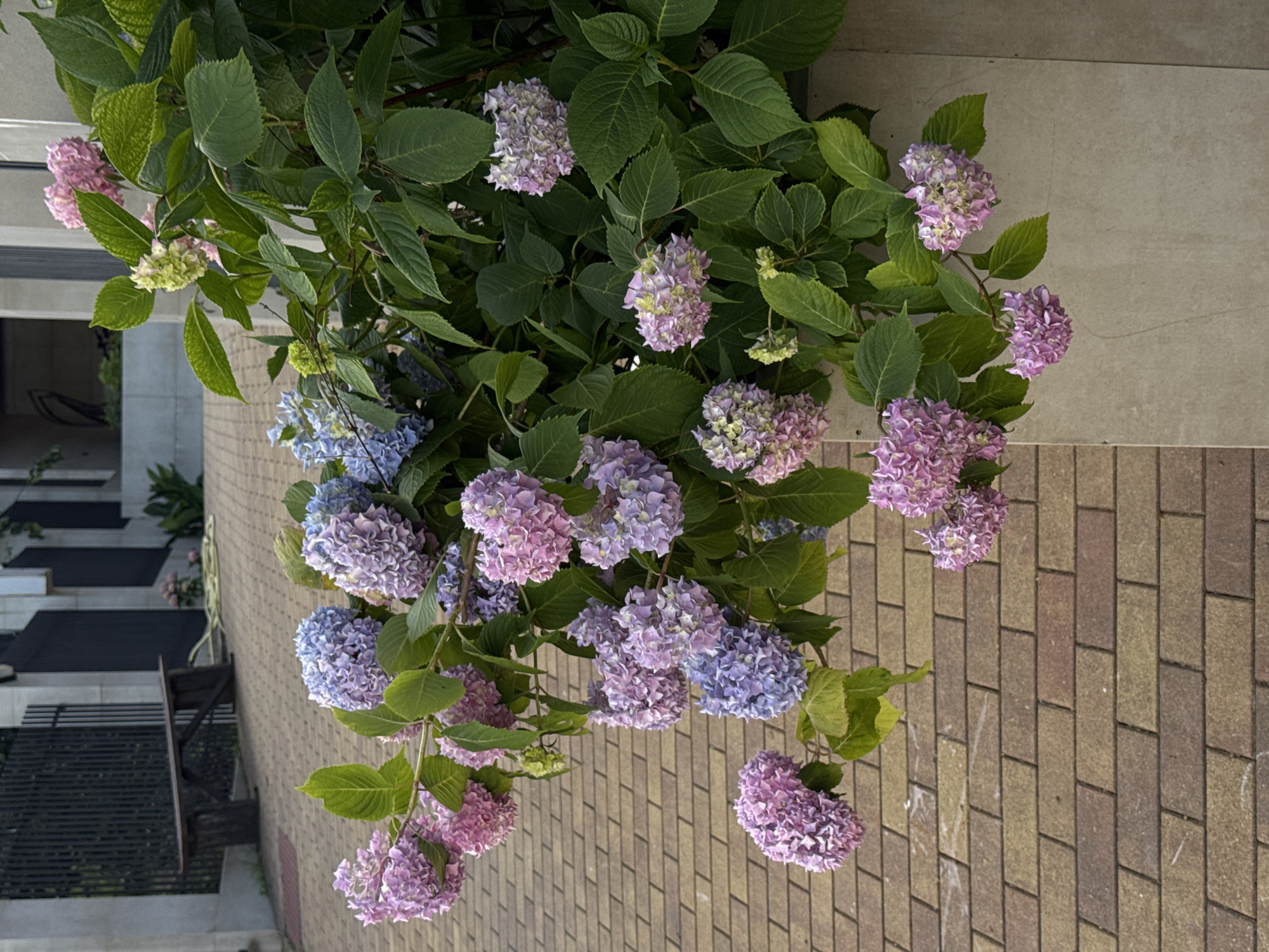 This is a vertical, eye-level, outdoor, medium shot photograph of a blooming hydrangea plant. The flowers are a mix of pink and purple, with some developing green buds. The plant is bushy and lush with large, dark green leaves. The hydrangeas are spilling out of a light-colored planter on the right side of the frame, with some branches extending towards the left and downwards.
The background is out of focus but appears to be an urban setting. On the left, there is a paved walkway made of rectangular, brown and tan interlocking bricks. Behind the walkway, a dark metal fence and a wooden bench are visible. Further back, parts of a building and some greenery can be seen.
The lighting suggests it is daytime, likely in the morning or late afternoon, with soft light illuminating the flowers and foliage. The overall impression is one of natural beauty in an urban environment. The specific location in the city of Sochi, Russia is not identifiable from the visual elements alone.