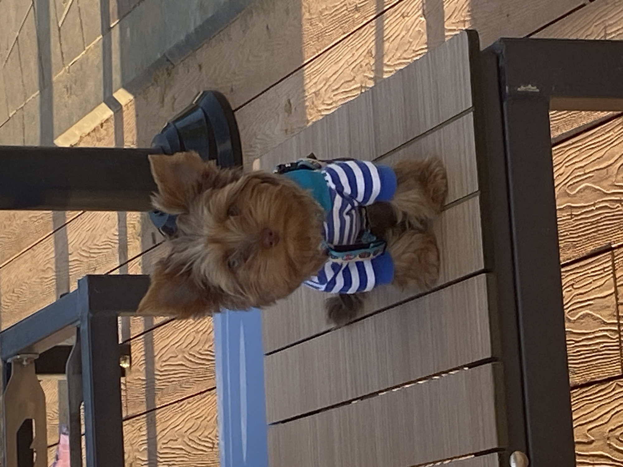 A close-up, high-angle shot depicts a small, light-brown dog wearing a blue and white striped shirt. The dog is positioned on a slatted surface that appears to be part of a table or outdoor furniture. A black metal structure is visible around the edges of the frame, including a portion of a pole near the dog's head. The background is a wall with a textured, wood-like pattern. The location is unknown and the image provides no data to suggest that the image was taken in Moscow, Russia.