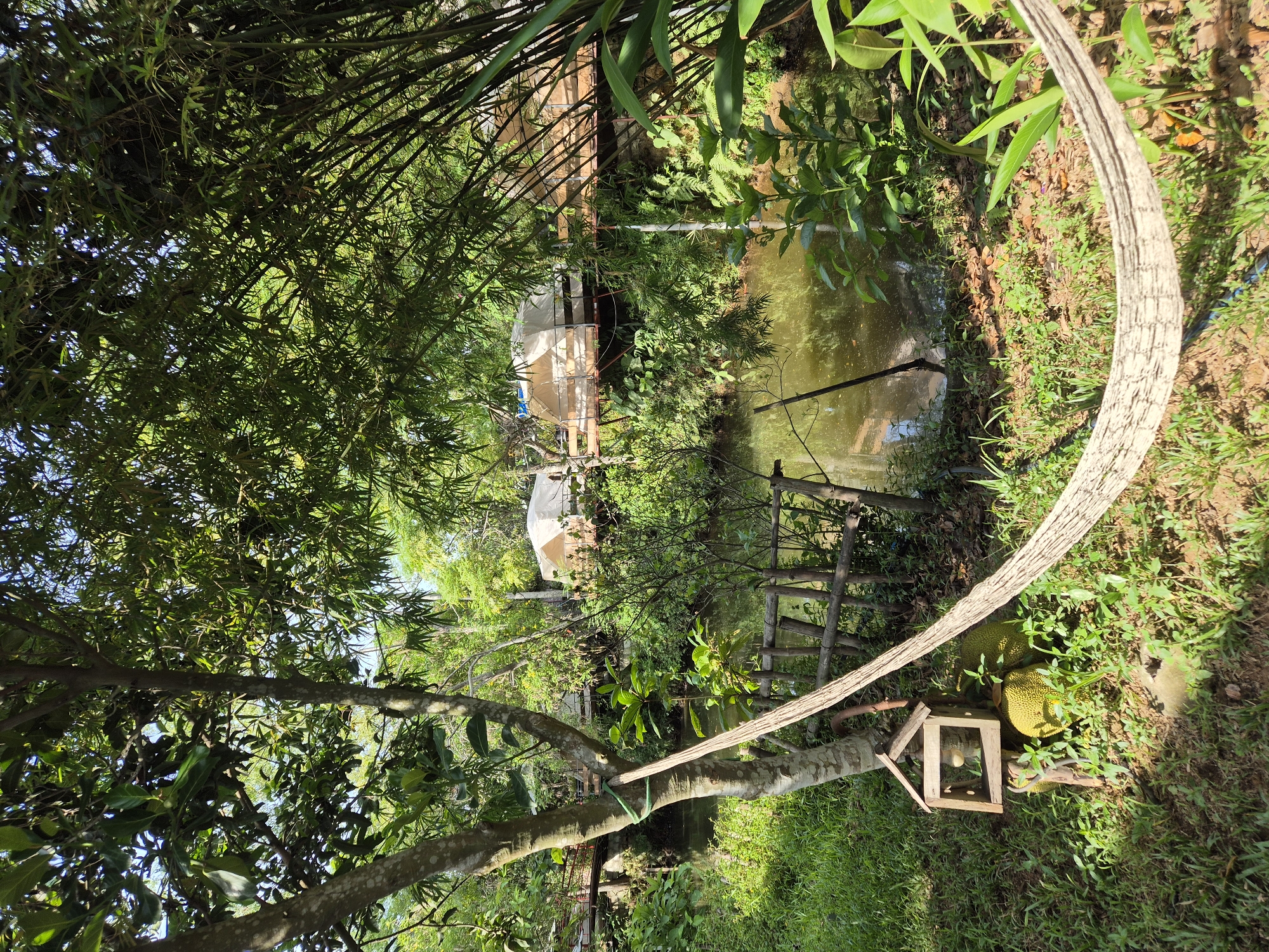 This media file captures a serene outdoor scene in Đà Nẵng, Vietnam. The foreground features a tree branch with a hammock attached, its textured rope curving into the frame. Below, lush green grass carpets the ground, interspersed with fallen leaves and a small, wooden bird feeder. Two ripe jackfruits lie on the grass near the bird feeder, one partially obscured.
The mid-ground reveals a tranquil pond, its surface reflecting the surrounding greenery and a wooden structure with a sloped roof. On the far bank of the pond, two white canvas tents are visible, suggesting a campsite or glamping setup. The tents are partially shaded by dense bamboo and other lush vegetation. The overall setting is natural and verdant, with a focus on the interplay between foliage, water, and human-made elements.
The sunlight suggests it is daytime, likely morning or afternoon, casting dappled shadows through the leaves. The weather appears pleasant, conducive to an outdoor retreat. The abundance of greenery and the presence of tropical fruits like jackfruit point to a warm climate. The scene evokes a sense of peace and relaxation, a quiet escape amidst nature. There is no visible text in the image.