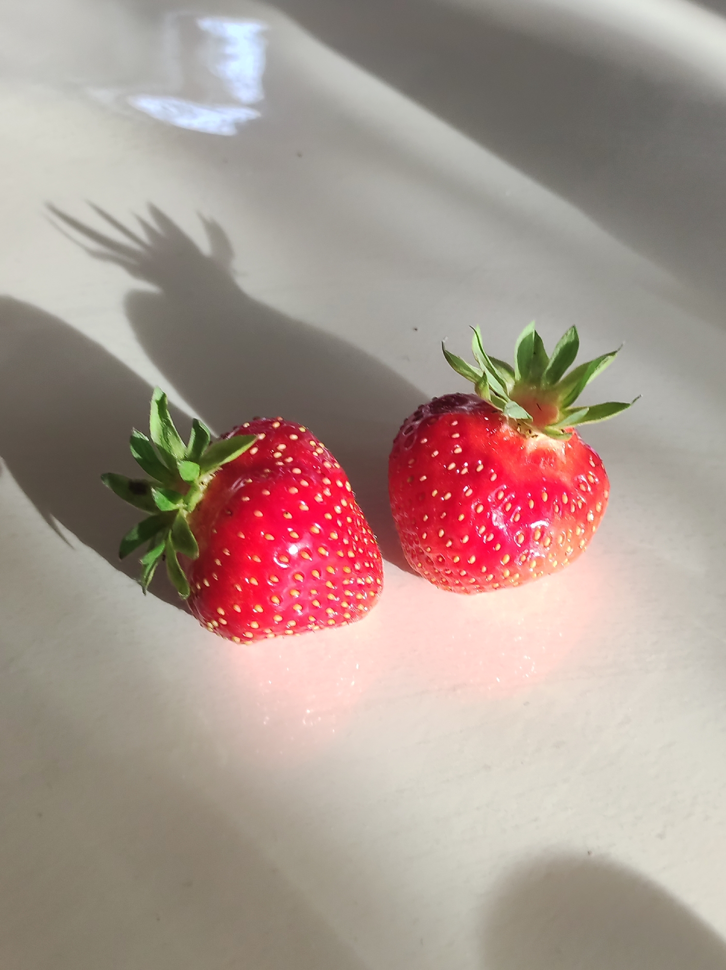 Two ripe strawberries are positioned on a light-colored, smooth surface, likely a table or countertop. The strawberries are vibrant red with visible seeds and green leafy tops. Sunlight casts distinct shadows of the strawberries and a patterned shadow, possibly from blinds or a nearby object, across the surface. There is a reflection of light on the surface, suggesting a light source above and to the side. The image composition is a close-up, focusing on the fruit and its interaction with light and shadow. No people are present in the image. The location in Фоки, Russia, is not visually discernible from the provided image.