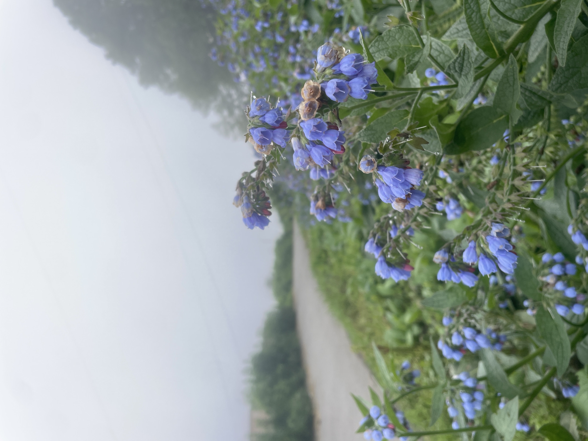 The image depicts a close-up view of blue flowers with green leaves, suggesting a natural setting. In the background, a road curves into the distance, bordered by more greenery and shrouded in fog. The scene appears to be outdoors, with the fog indicating a misty or humid atmosphere. There are no people or animals visible in the image. The overall impression is one of a tranquil, somewhat obscured natural landscape. The location specified, Vladivostok, Russia, suggests a potentially coastal or hilly environment, which aligns with the presence of lush vegetation and the visible fog.