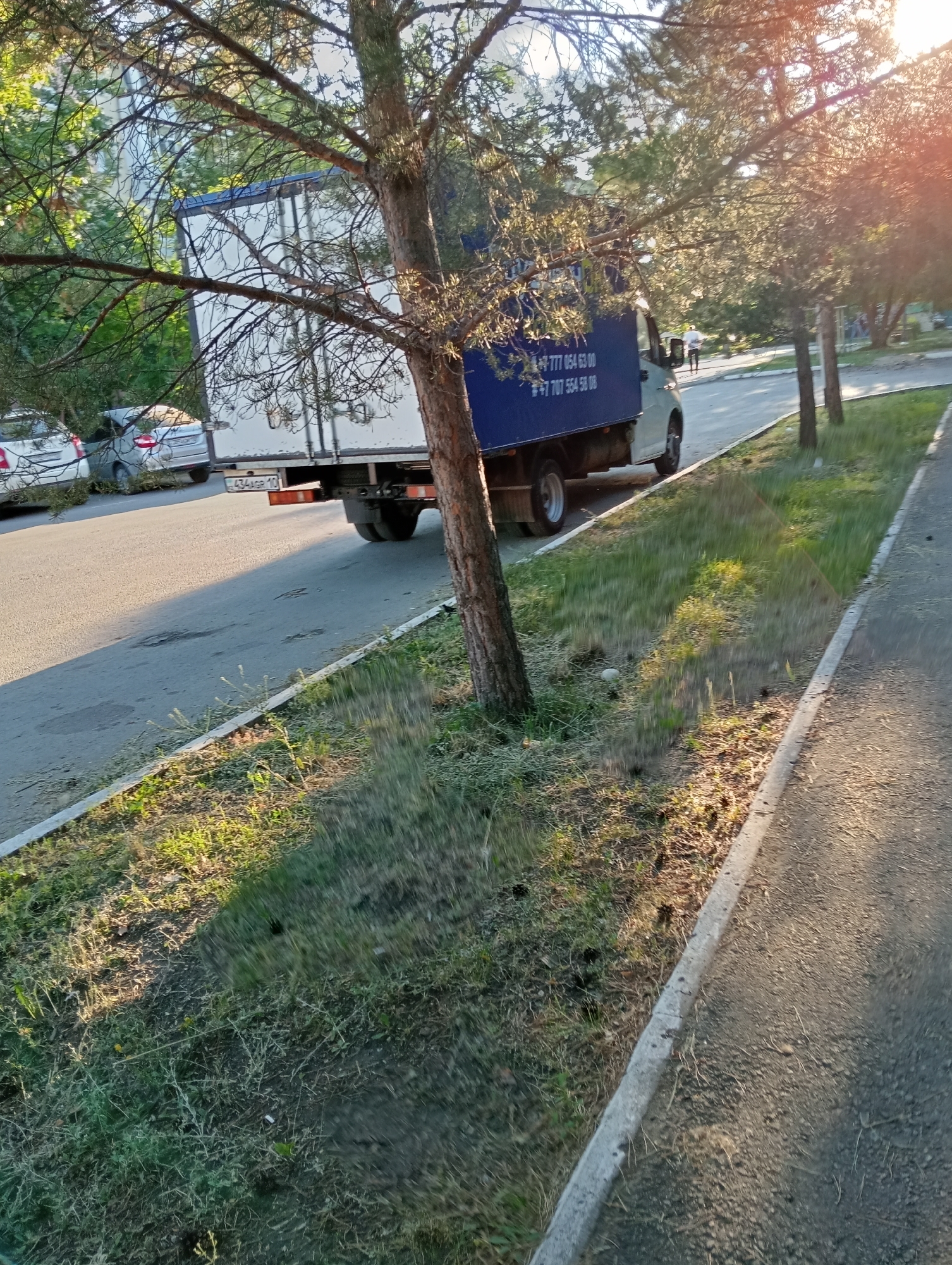 The image shows a street scene with a light blue truck parked on the side of the road. The truck has a white cargo box and the words "+7 777 054 53 00" and "+7 707 554 58 08" are visible on its side in white lettering, along with a license plate that reads "C347AE 10". Two cars are parked behind the truck, one white and one silver. A tree with thin branches partially obscures the view of the truck. The ground is a mix of asphalt and grass, with several pine trees lining the side of the road. The sun is setting, casting long shadows and creating a warm, golden light across the scene. The overall impression is that of a quiet suburban street in the late afternoon or early evening.