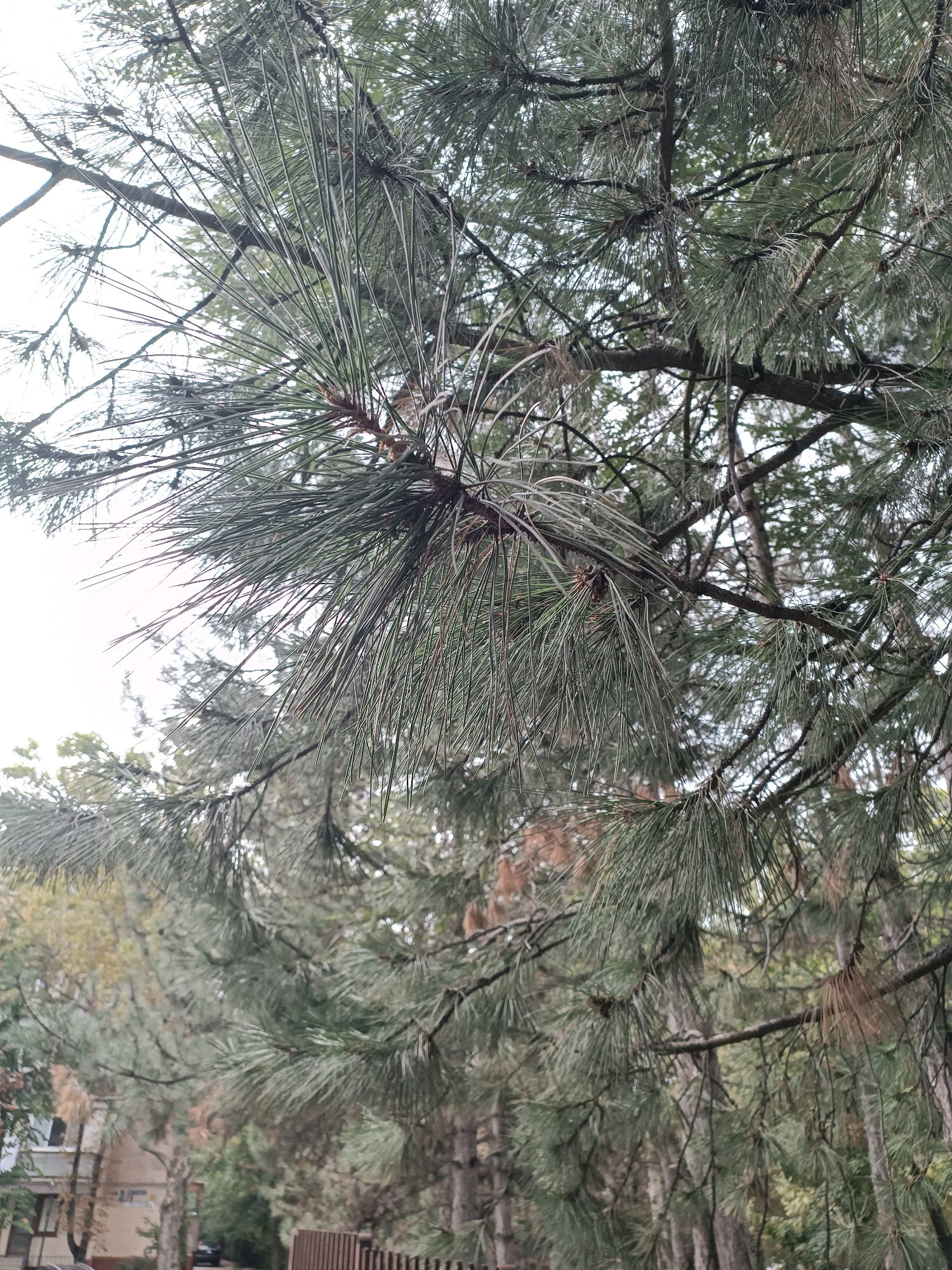 The image shows a close-up view of pine tree branches with long, green needles. The branches are dense and form a canopy, with some lighter sky visible through the gaps. In the background, out of focus, is a street scene. There is a building with a light-colored facade on the left, and a dark-colored car parked on the street. A brown wooden fence is also visible in the lower right corner. The overall impression is of a residential area with mature trees.