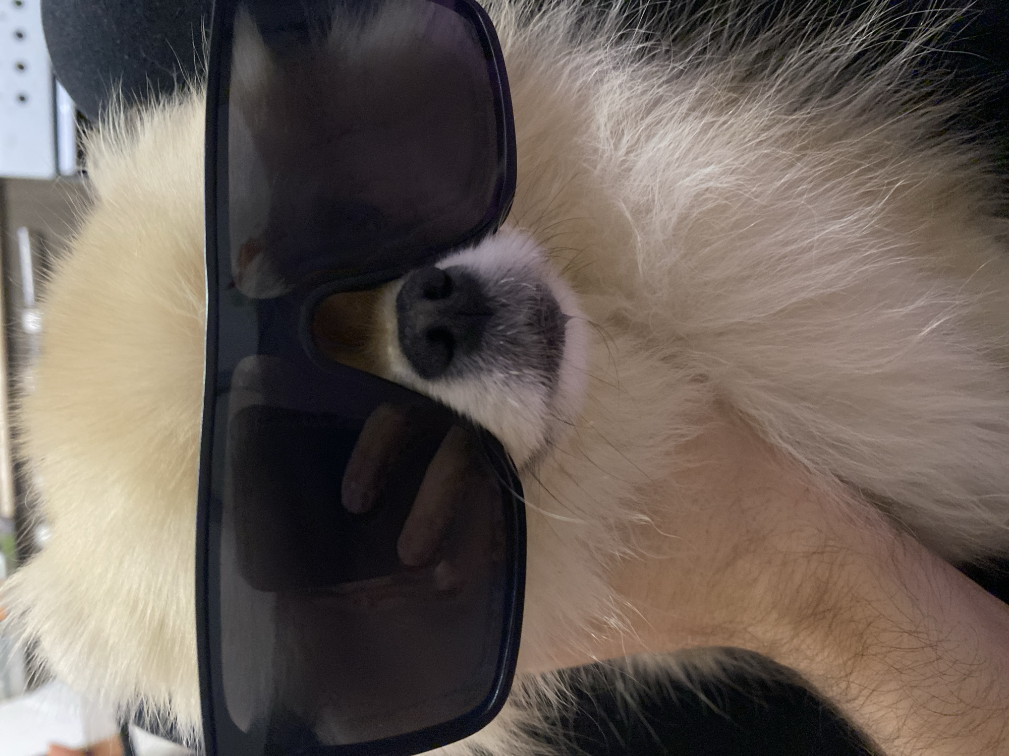 A cream-colored Pomeranian dog is positioned with sunglasses obscuring its eyes. The dog's nose and snout are visible between the lenses. A hand is cradling the dog. The scene is indoors.