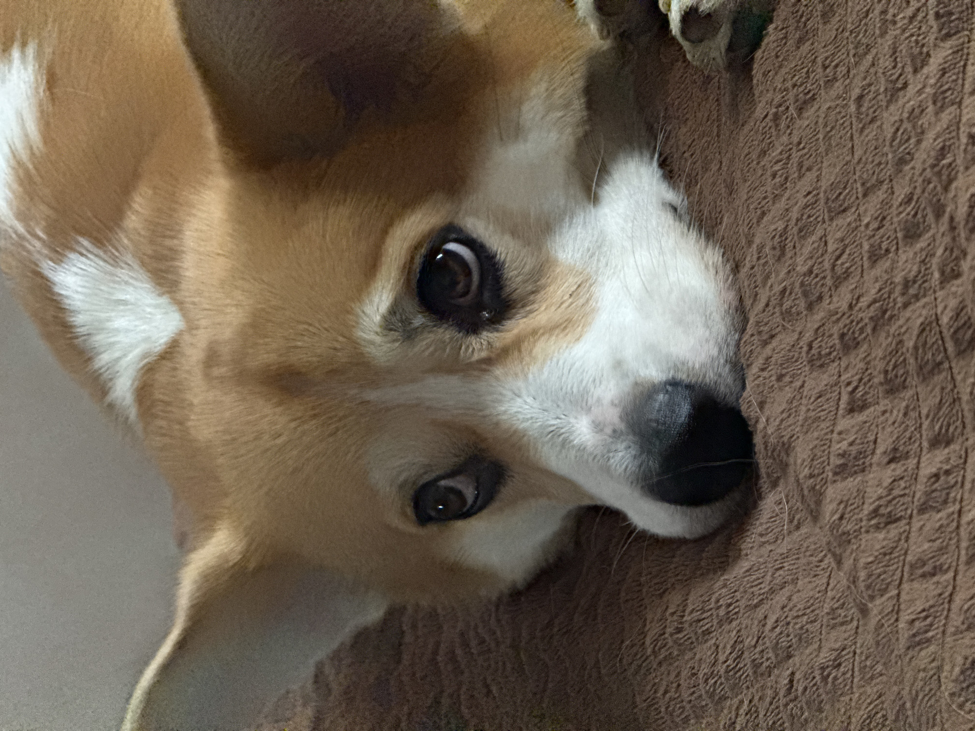 A close-up, slightly angled shot features a corgi dog. The dog's head is tilted, with its eyes looking directly at the camera. It has a white stripe on its head, tan and brown fur, and a black nose. The dog is resting its head on a textured, brown surface, possibly a couch or blanket. There is no indication of Borzya, Russia, or any specific location.