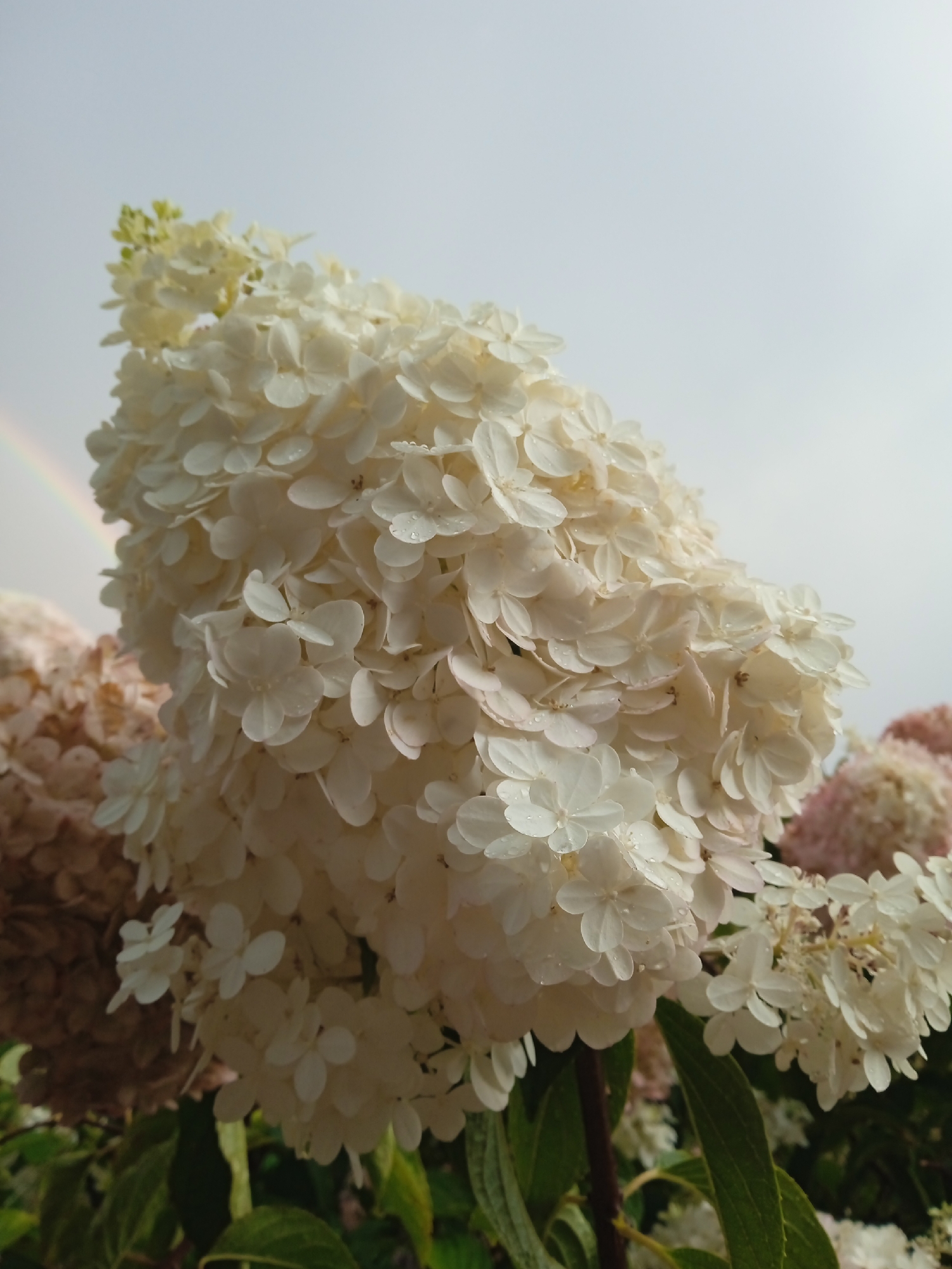 A large cluster of white hydrangea flowers is in the foreground, with tiny water droplets visible on some of the petals. In the upper left corner, a faint rainbow is visible against a bright, overcast sky. In the background, other hydrangea blooms, some appearing to be in shades of pink, are out of focus. Dark green leaves are visible beneath the flowers. The image appears to be taken outdoors, likely in a garden. The presence of a rainbow suggests recent rainfall. The photo is taken from a low angle looking up at the flowers.