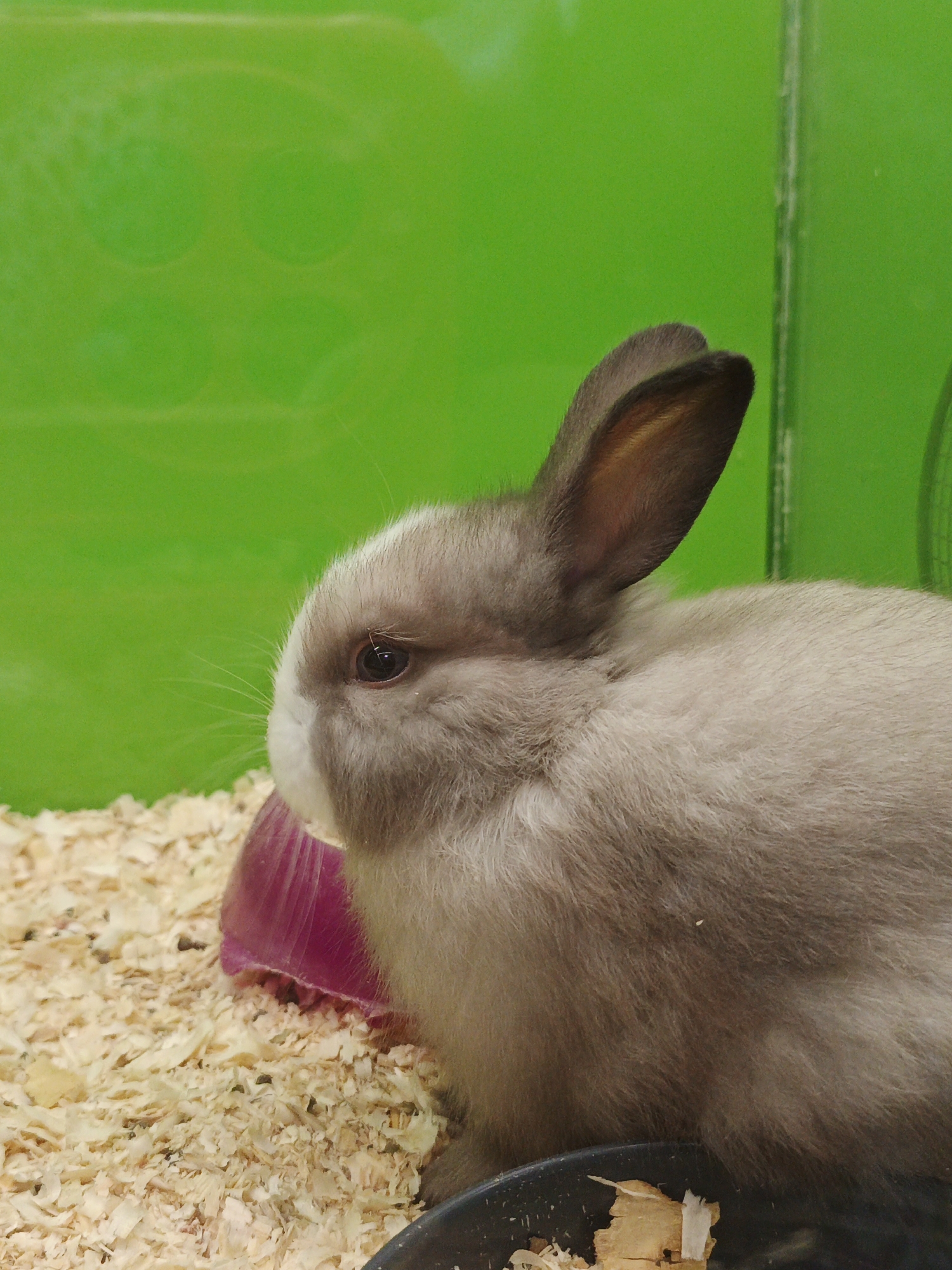 The image shows a close-up, eye-level view of a light brown and white rabbit with large ears, sitting on a bed of wood shavings. The rabbit is facing left, with its eye clearly visible. Behind the rabbit is a bright green wall with circular indentations or patterns. A pink plastic object is partially visible beneath the rabbit. The scene is lit from the front, casting some shadows. The location is not specified in the image.