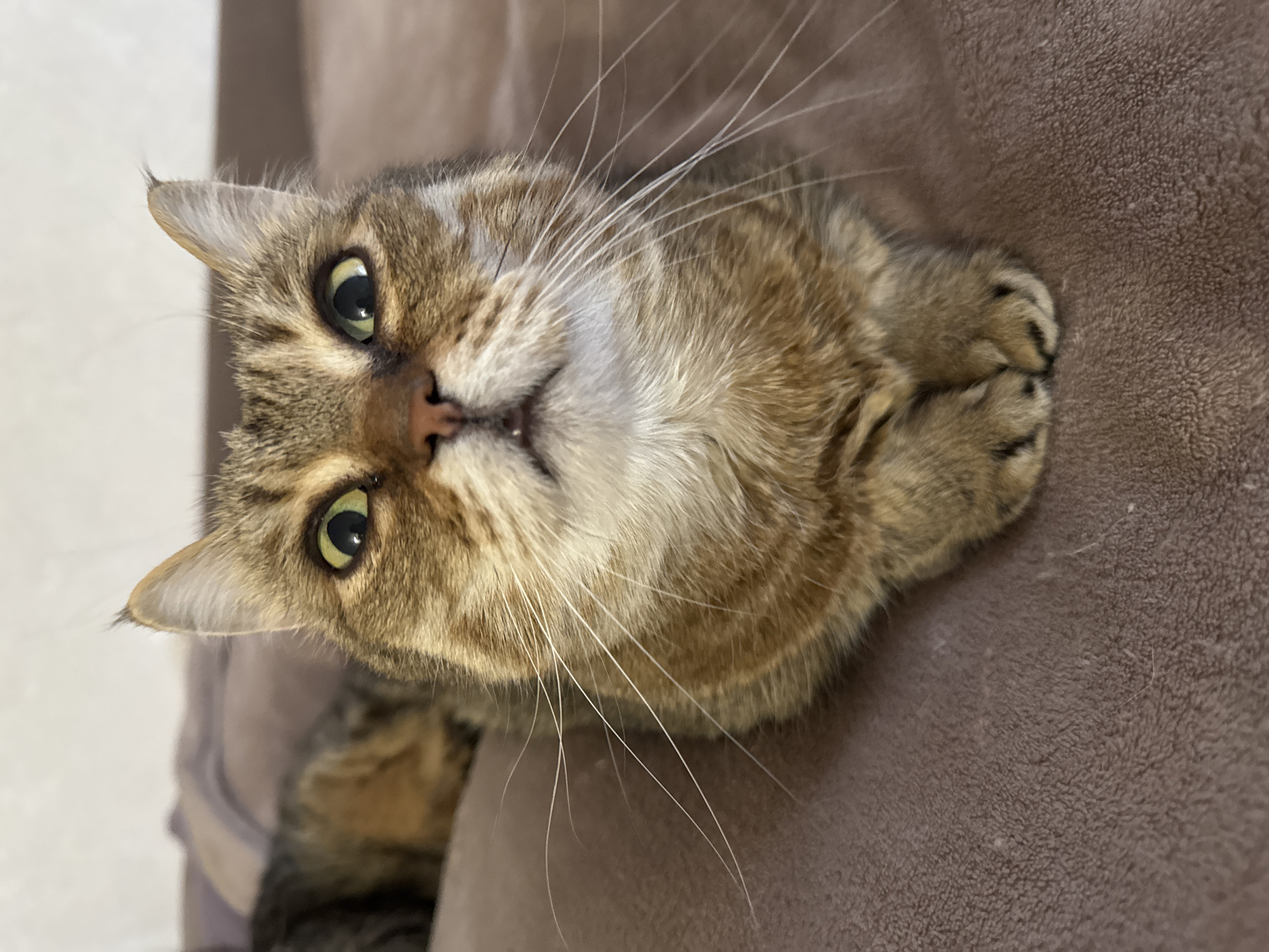 A close-up, angled shot captures a tabby cat perched atop a brown, textured surface. The cat's green eyes are clearly visible, and its long, white whiskers fan out. The cat's paws are tucked neatly under its body. There is no information in the image to confirm a specific location in Chaikovsky, Russia.