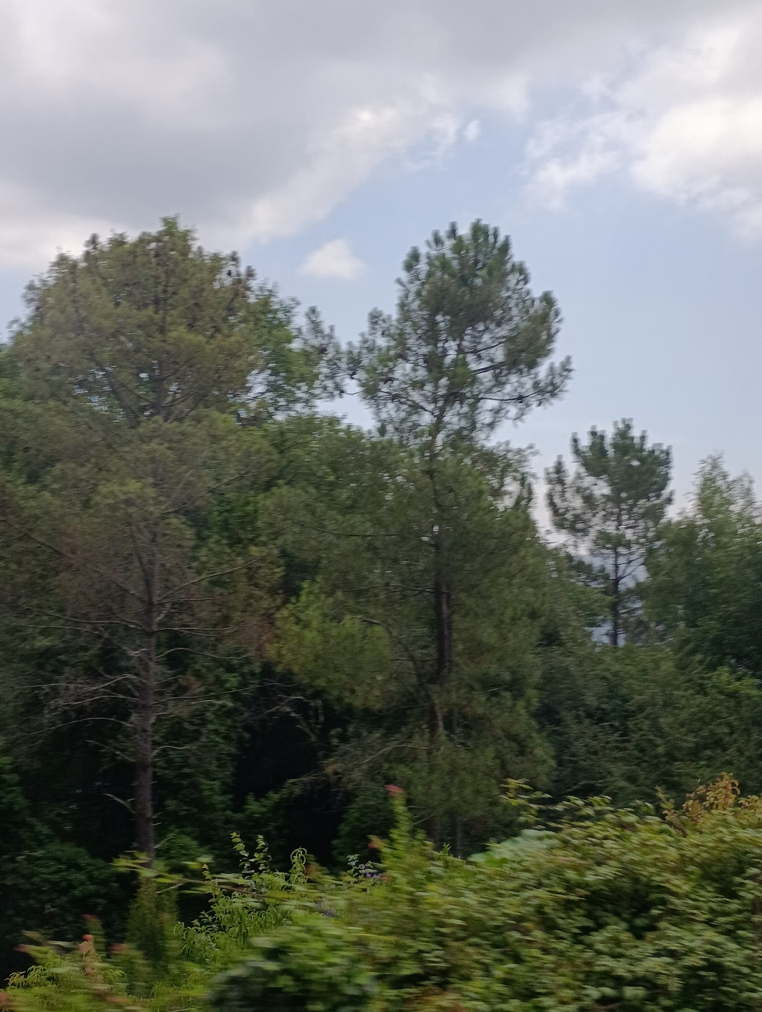 The image shows a slightly blurry view of a densely wooded area with tall evergreen trees and lush green foliage. The sky above is overcast with patches of light blue visible. The scene is likely captured from a moving vehicle, given the motion blur in the foreground. The vegetation appears natural and untamed, suggesting a rural or natural park setting. There are no visible people or man-made structures in the frame. The lighting indicates it is daytime, possibly late afternoon or early morning due to the soft light and muted colors. The overall impression is one of natural beauty and tranquility.
