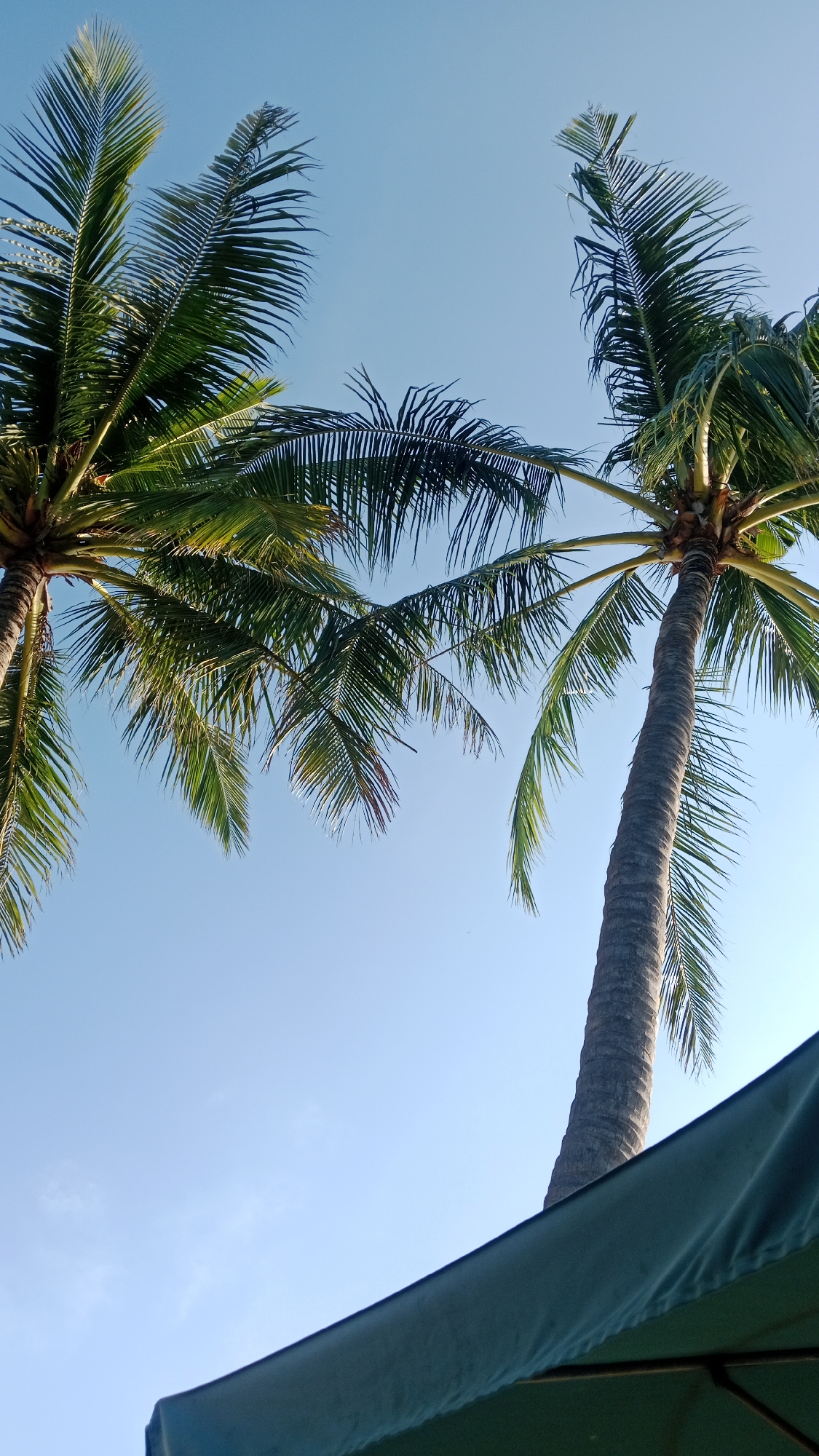 Two palm trees are visible in the image, with their fronds extending towards the sky against a clear blue background. The left palm tree's fronds are mostly in the upper left portion of the frame, while the right palm tree is taller and its trunk is prominent in the right side of the image. A dark green umbrella-like object is partially visible in the bottom right corner, suggesting an outdoor setting, possibly a beach or resort area in Kuta, Indonesia. The lighting suggests it is daytime.