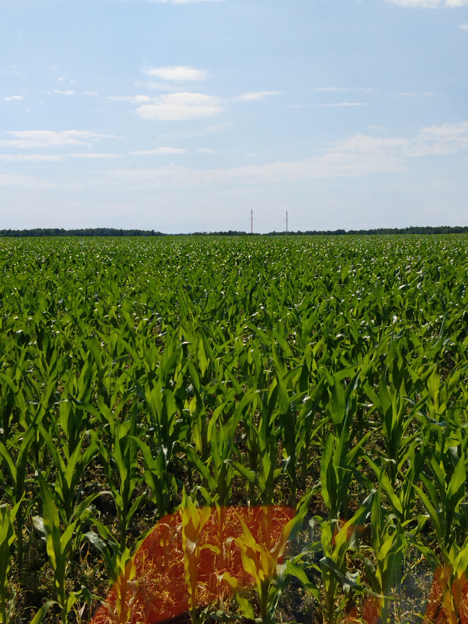 The image depicts a vast, green cornfield under a partly cloudy blue sky. The corn plants are young and vibrant, filling the frame from the foreground to the horizon. In the distance, silhouetted against the sky, are two tall, slender towers, likely telecommunication or radio towers. The landscape appears to be rural, consistent with the location of Hoholeve, Ukraine, a village known for its agricultural surroundings. There are no people or animals visible in the scene. The overall impression is one of agricultural abundance and open, natural space.