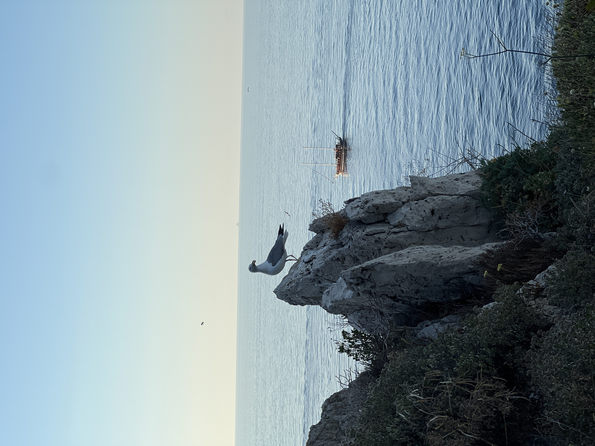 The image shows a coastal scene with a seagull perched on a rock overlooking the sea. A sailboat is visible in the distance. The sky is clear and blue, and the water is calm. The foreground features a rocky cliff with sparse vegetation. The scene is likely a picturesque view from a coastal area, possibly in or near Bagheria, Italy, given the context of the prompt. There are no people visible in the image. The lighting suggests it might be early morning or late afternoon.
