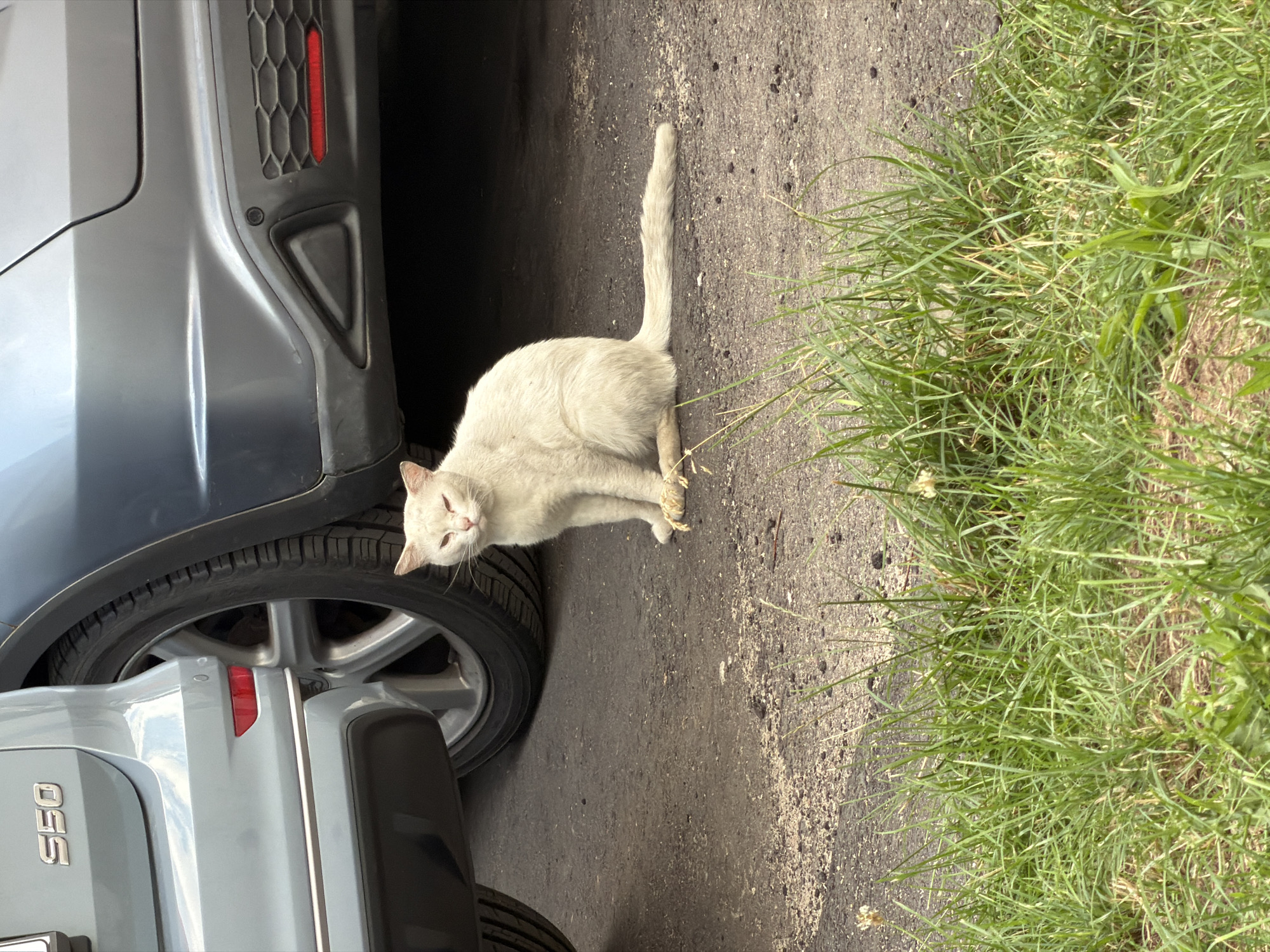 A white cat with light pinkish eyes sits on an asphalt surface between two cars. The cat is facing forward with its head slightly tilted and its eyes partially closed. Its tail is extended behind it, resting on the ground. The cat is positioned in the lower right quadrant of the image, with the rear of a light blue car on the left and a dark gray car on the right. The car on the left has "S50" badging. In the foreground, there is a patch of green grass. The scene appears to be an outdoor urban environment, potentially a parking lot or street. There are no people or other animals visible.