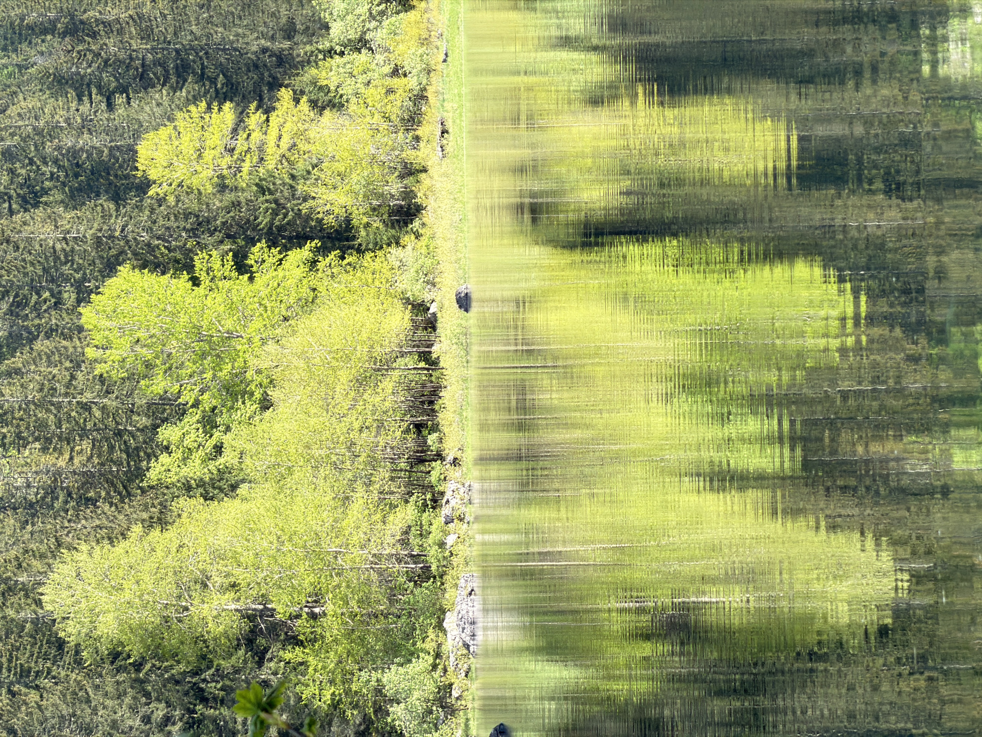 The image shows a reflection in a body of water, likely a lake, with a forest on one side. The reflection creates a mirrored effect, with the forest and sky appearing both upright and inverted. The forest consists of both dark green coniferous trees and lighter green deciduous trees. The water is calm enough to produce a relatively clear reflection, with slight ripples causing some distortion. The location is specified as Pluzine, Montenegro, though this is not visually confirmed within the image itself.