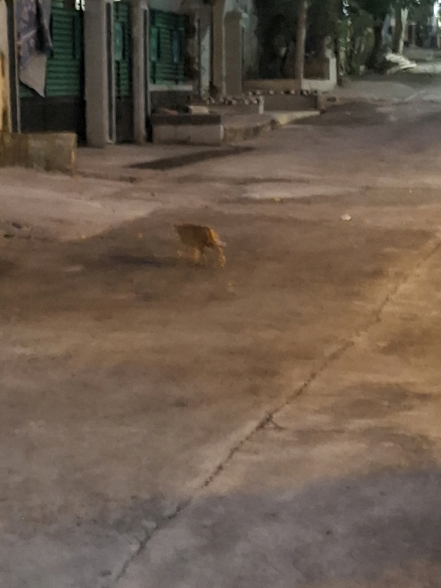 A ginger cat is foraging in a street in Ciheulang Tonggoh, Indonesia. The cat is in the middle of the street, surrounded by a concrete surface. The street is lined with buildings and trees. There is some trash on the ground. The scene is dimly lit, suggesting it is either early morning or late evening.