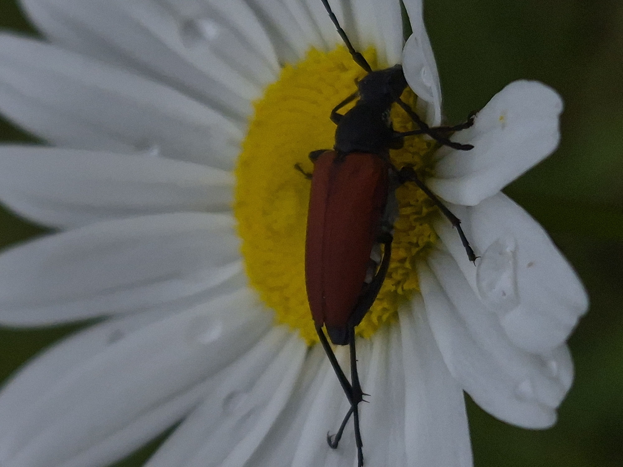 A close-up shot captures a crimson beetle with black legs and antennae resting on a white daisy with a yellow center. Water droplets are visible on the daisy's petals, suggesting recent rain. The background is a soft blur of green. The image is cropped to focus on the beetle and the flower, with no indication of the location in Sooblase, Estonia.