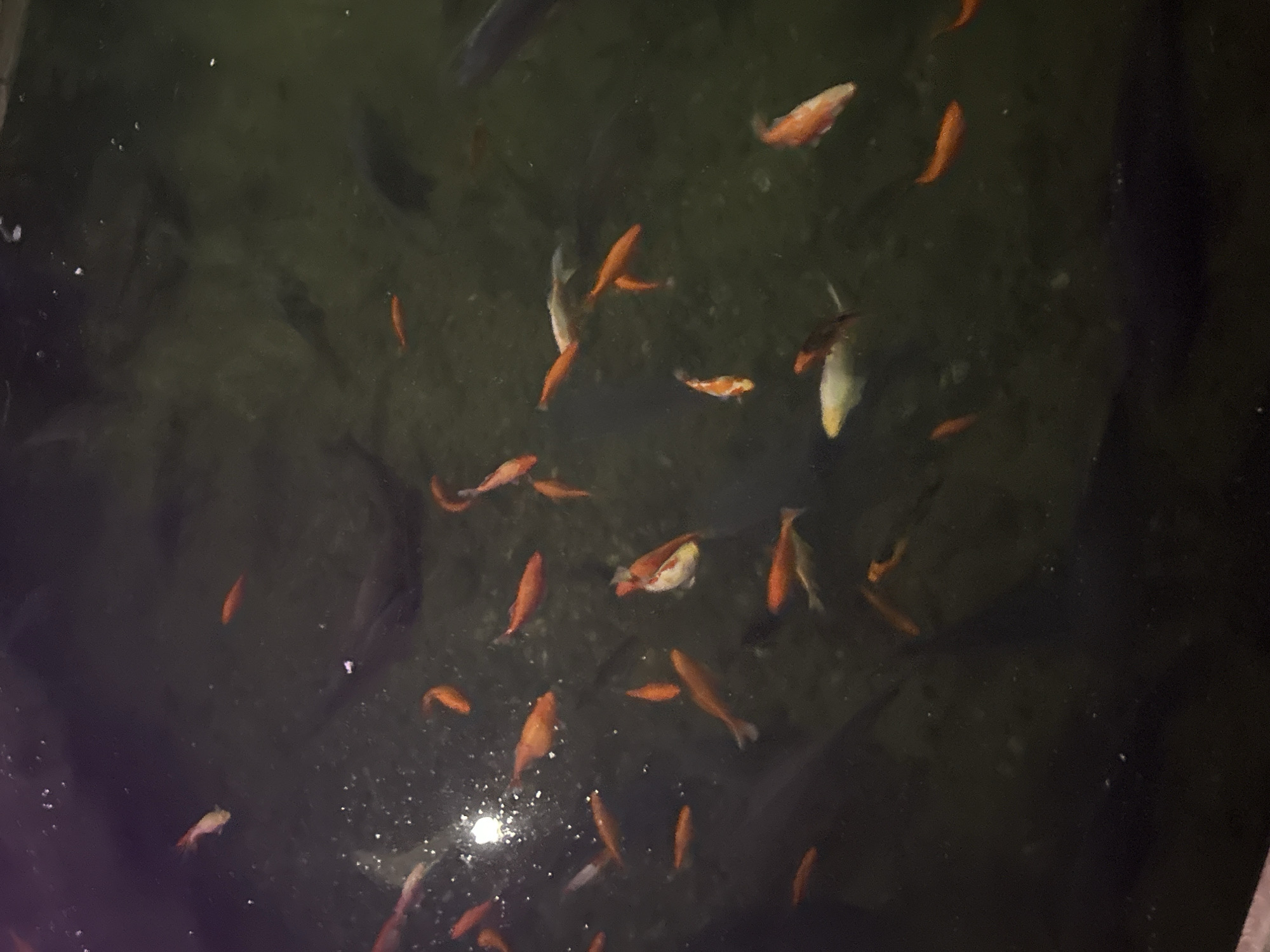 A school of koi fish swim in a dark, murky pond, possibly in Huntsville, Alabama. The fish are predominantly orange and white, with some appearing to be brighter red. The water surface is disturbed, indicating movement. The pond appears to be outdoors, with some light reflecting on the water, suggesting it is daytime. The depth of the pond is unclear, but some fish are visible near the surface while others are deeper. The overall scene is serene and natural, with the fish being the central focus.
