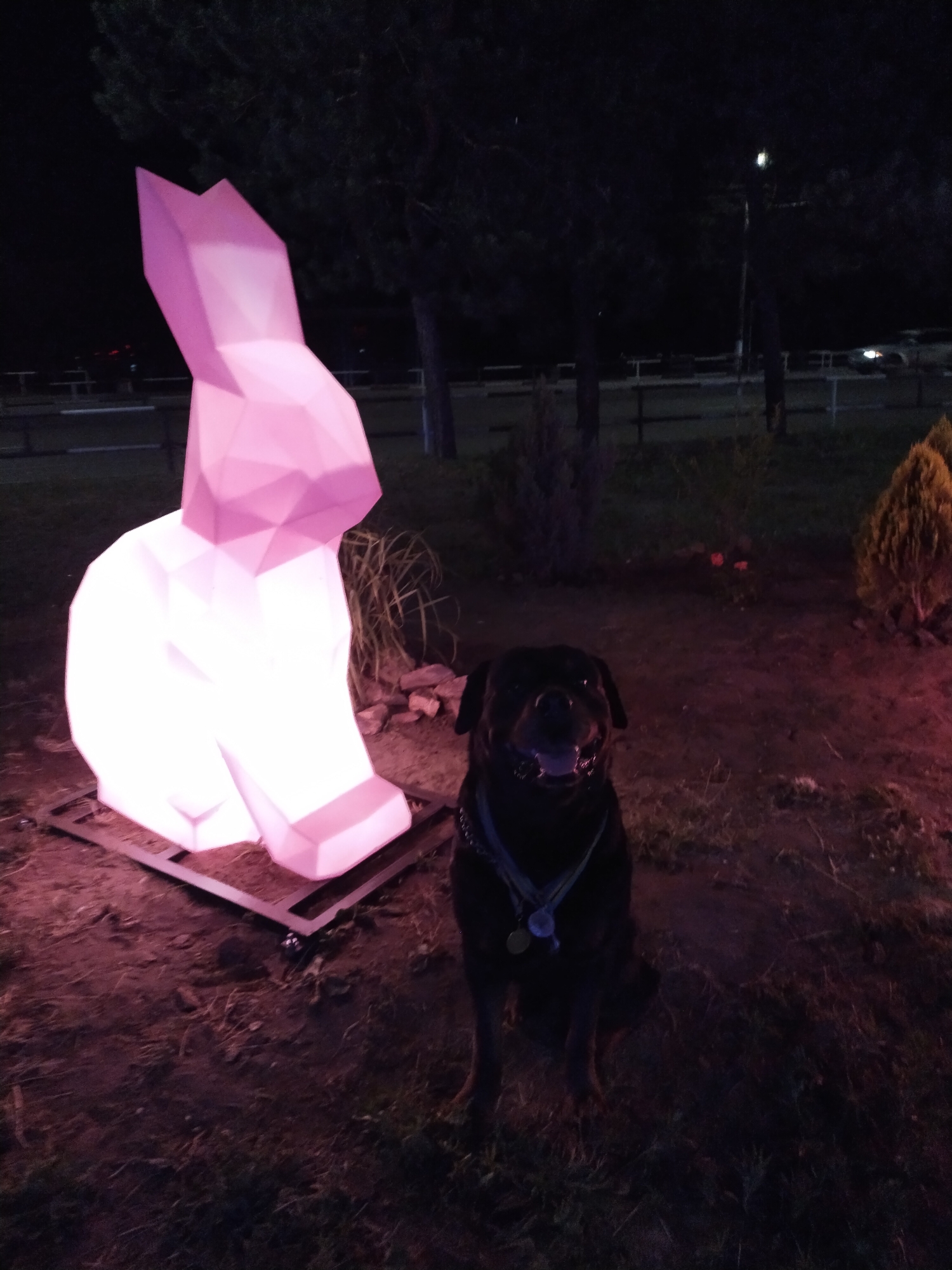 A black dog is sitting on the ground in front of a large, illuminated pink abstract sculpture of a bunny at night. The sculpture is geometric and polygonal, with soft, diffused lighting. The dog is wearing a collar with two medals. The background consists of dark trees and a fence, suggesting an outdoor, possibly park-like setting. The ground is covered with dirt and dry grass. The overall impression is of an outdoor nighttime scene with decorative lighting and a pet. The location is the city of Horishni Plavni, Ukraine.