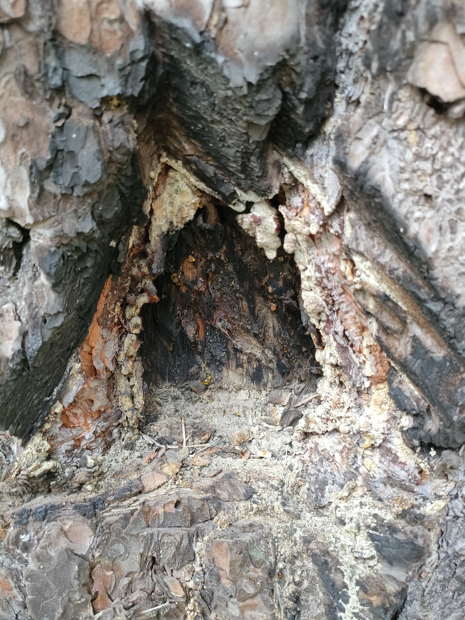 The image shows a close-up view of a tree trunk with a triangular-shaped cavity. The cavity is dark and appears to be filled with resin and decaying wood. The bark surrounding the cavity is rough and textured, with shades of gray, brown, and orange. There are small, amber-colored droplets of resin visible on the inner walls of the cavity and on the surrounding bark. The ground around the base of the tree, visible at the bottom of the image, is covered in bark fragments and a light-colored powdery substance. The overall impression is of a natural, weathered texture of a tree, potentially showing signs of damage or decay. This image is of a tree located in Yuzhnyy, Russia.